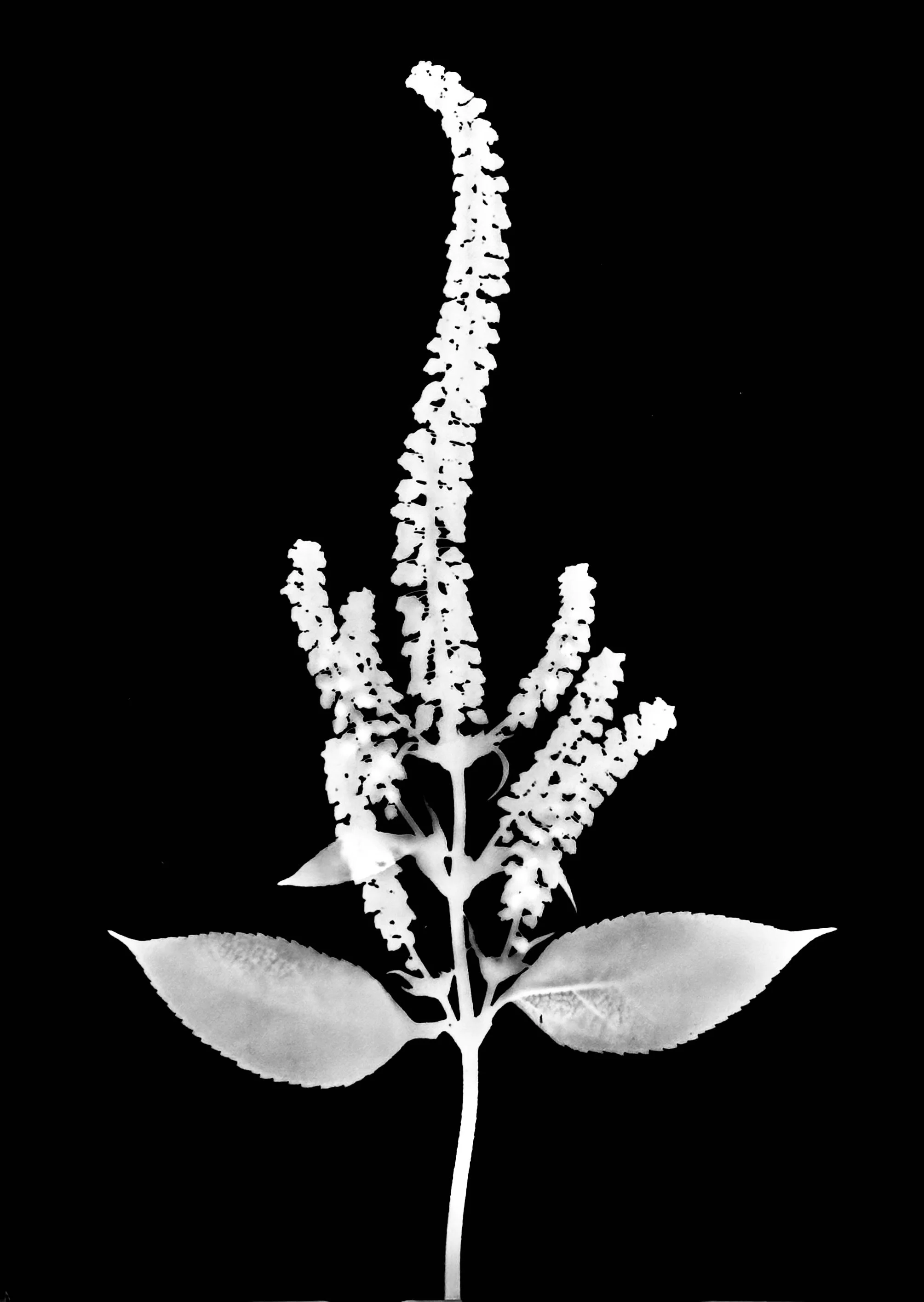 Giant ragweed. 5x7
Ambrosia trifida