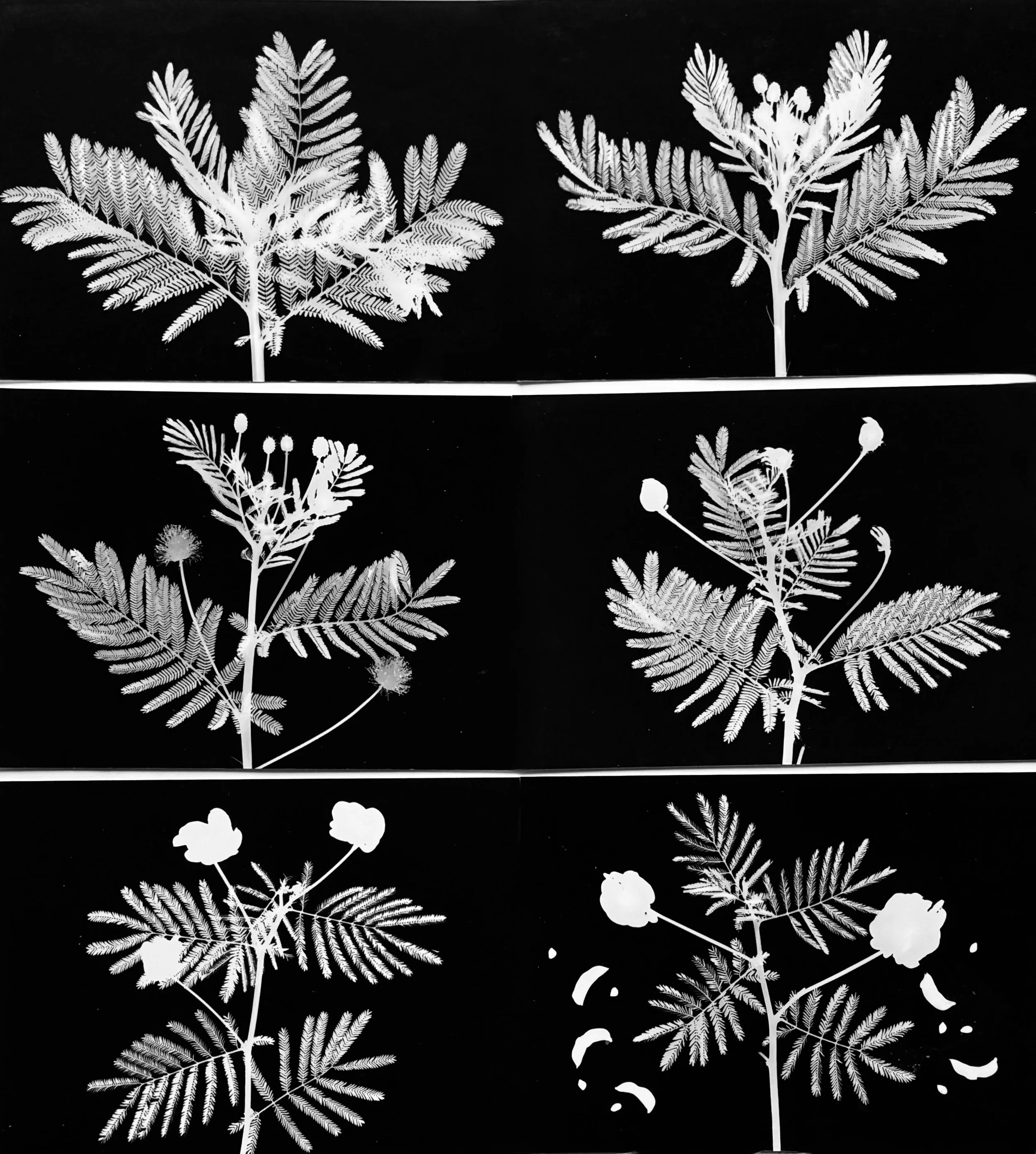 Illinois Bundleflower Life Cycle
Desmanthus illinoensis. 16x20
