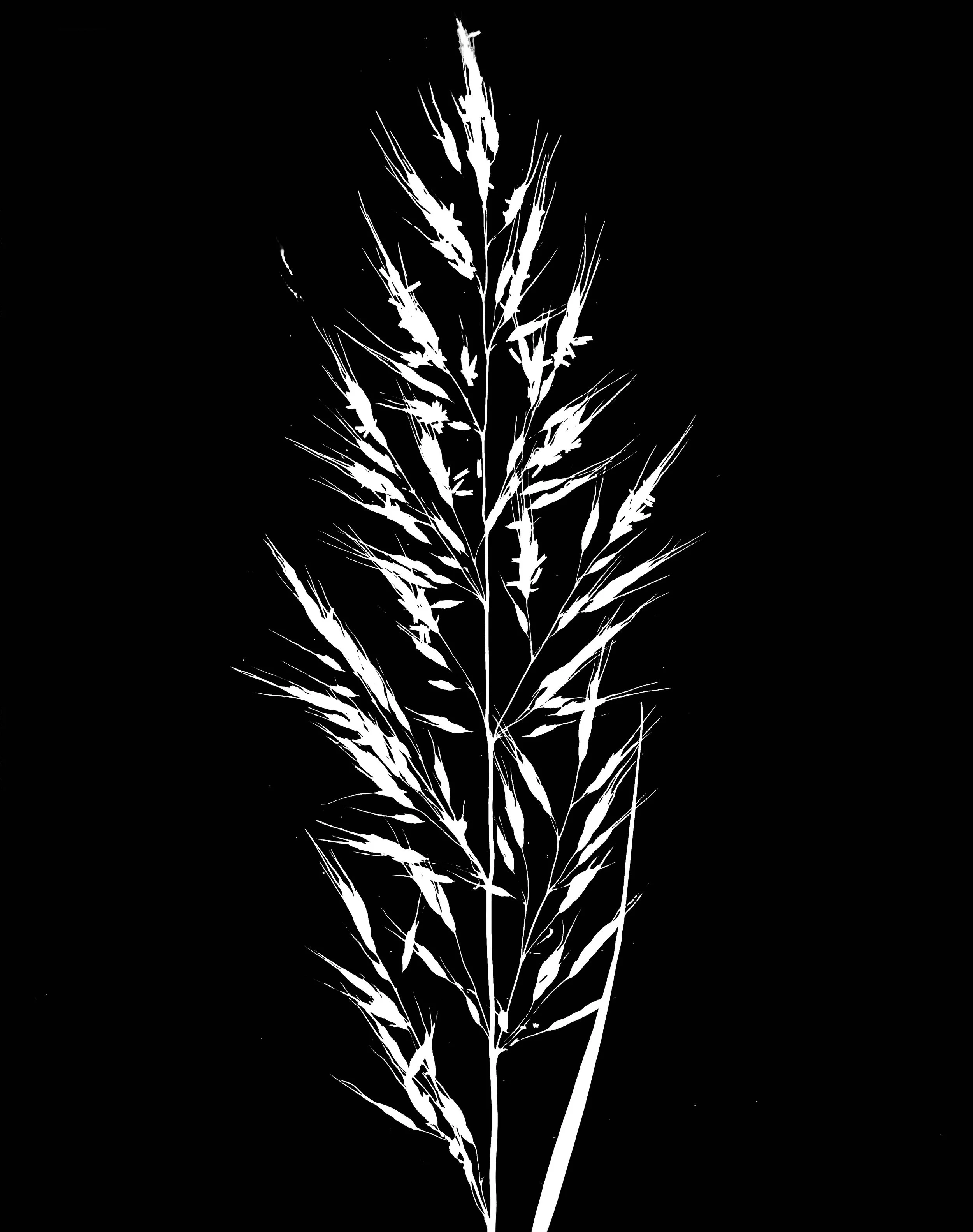 Indian grass.  8x10
Sorghastrum nutans