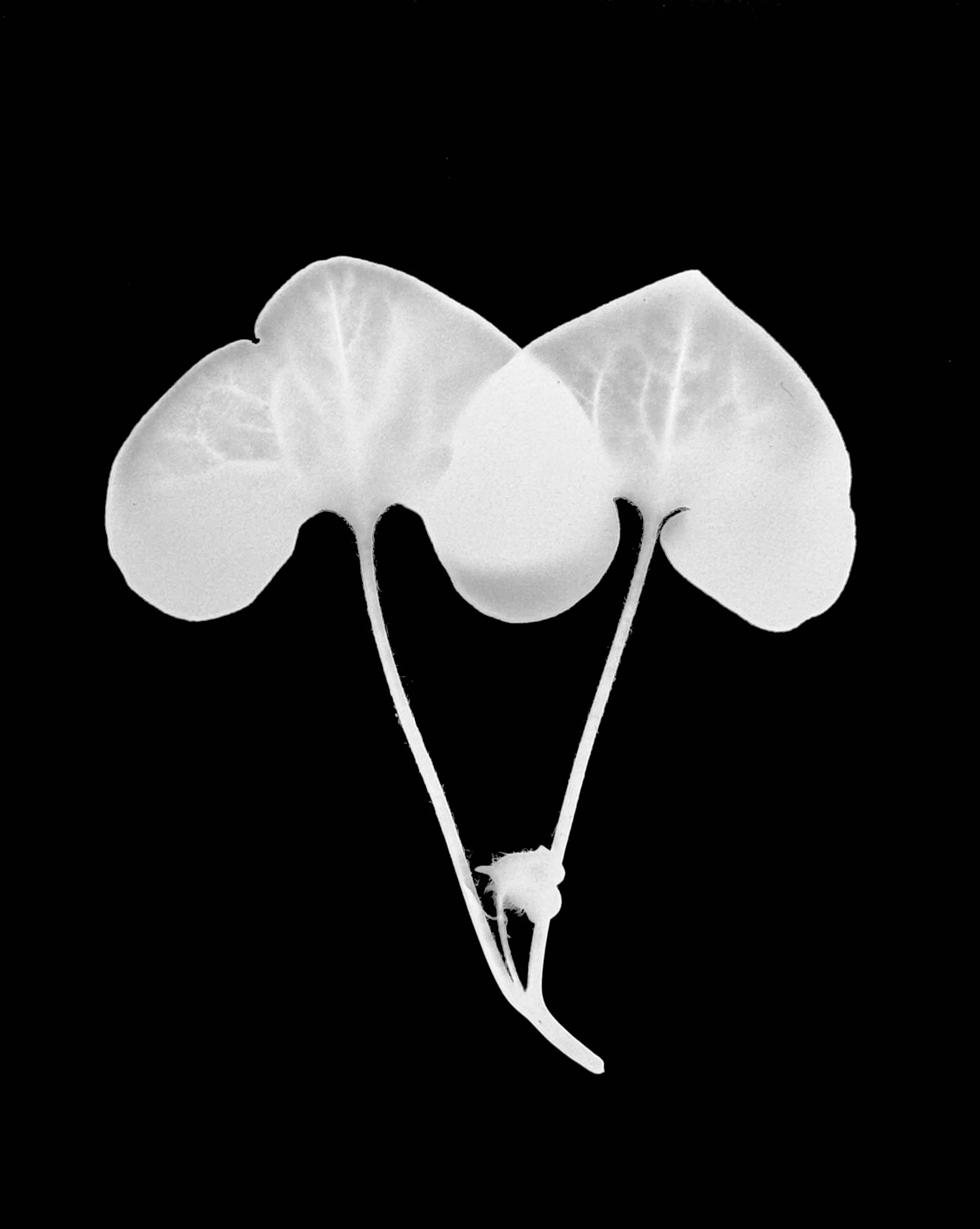 Wild ginger. 5x7
Asarum canadense sp