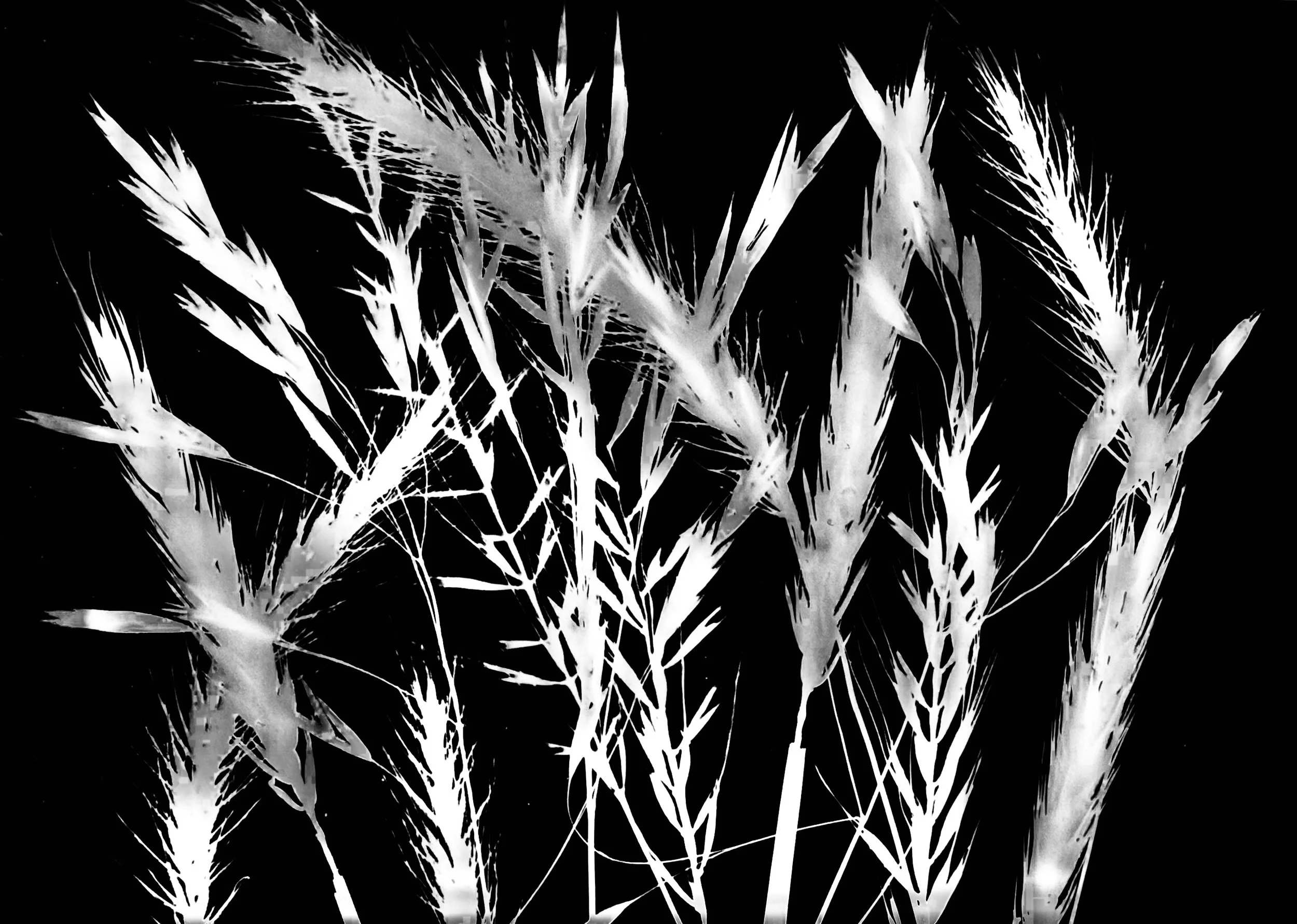 Woodland grasses: Virginia Rye, Silky Rye, Bottle Brush Grass, Ear-leaved Brome, River Bank Rye
 8x10.  Var. 2