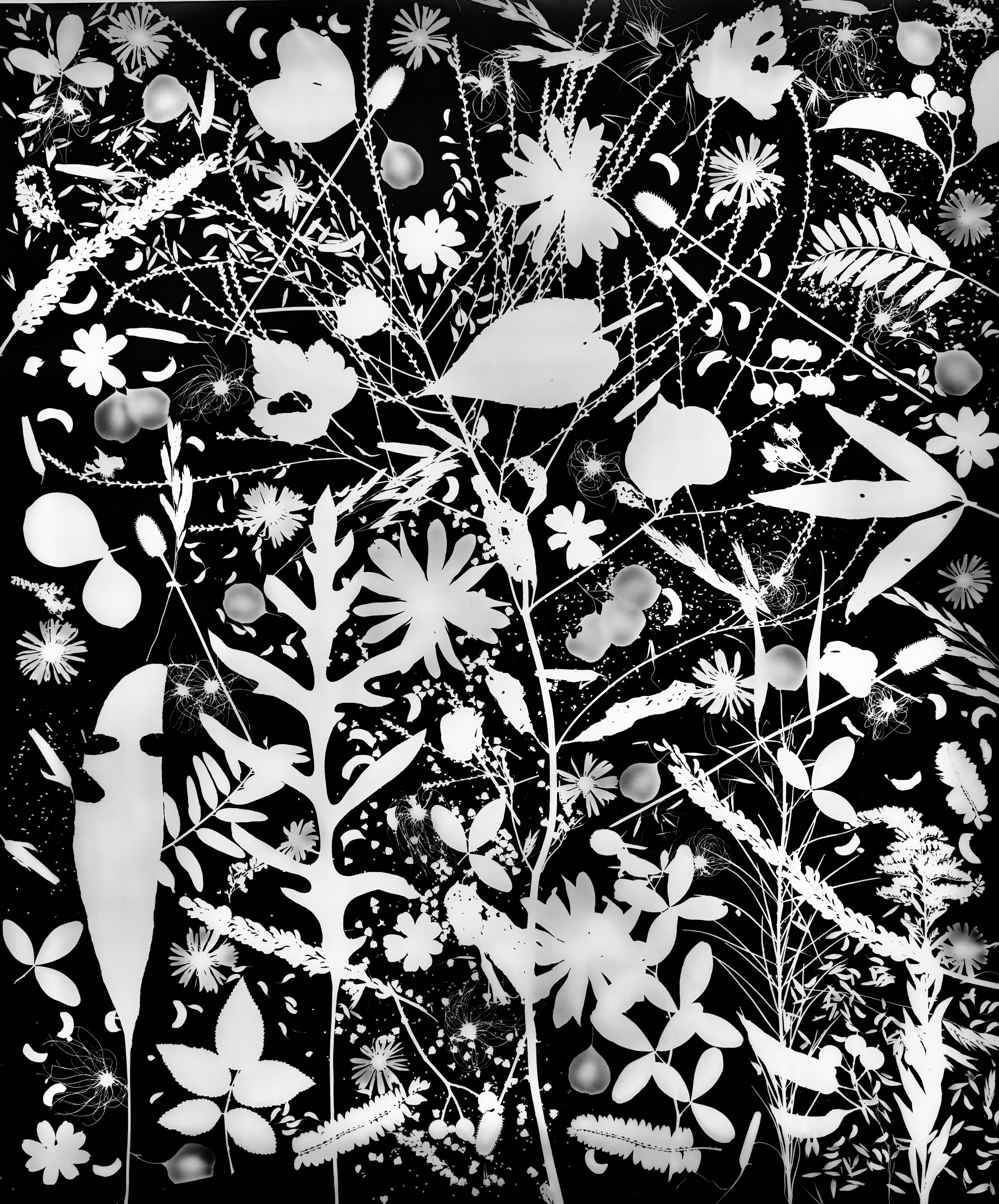 Native leaves, flowers and seeds, NE Illinois
20x24.  1A