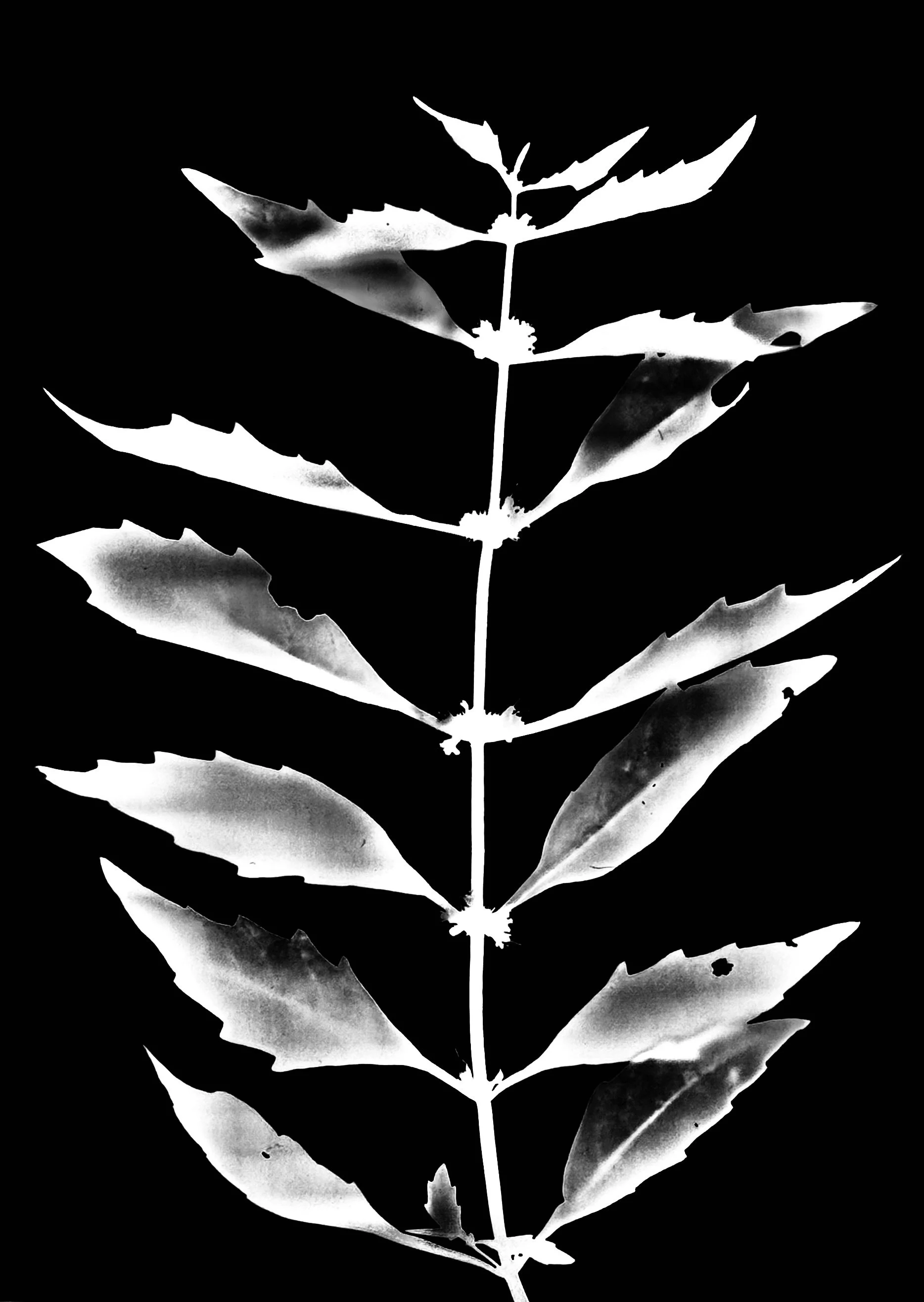 Northern bugleweed
Lycopus uniforms. 5x7