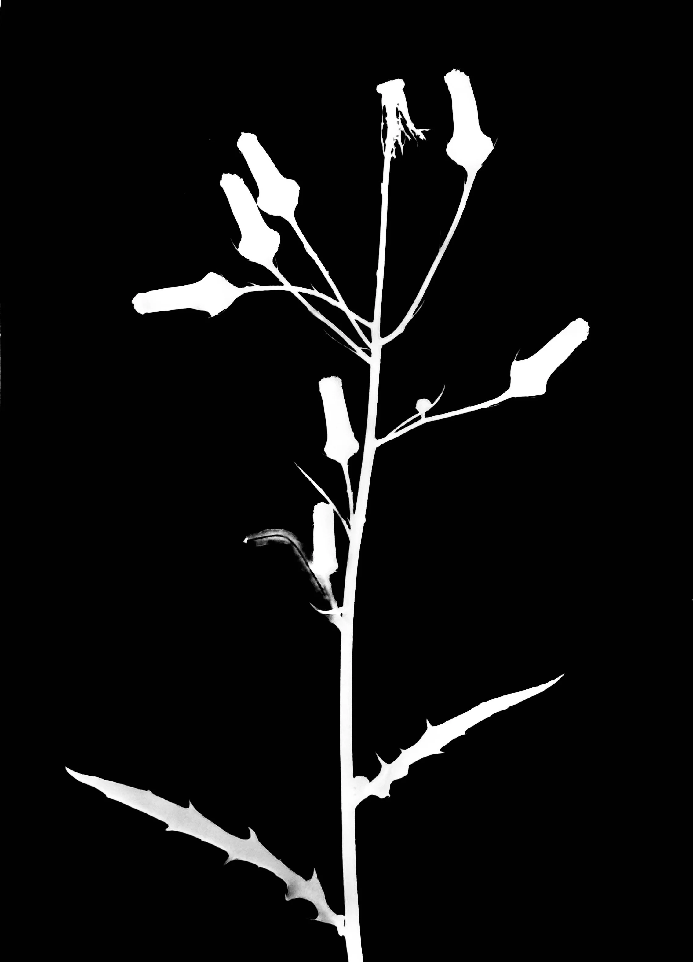 American burned. 5x7
Erechtites hieraciifolius