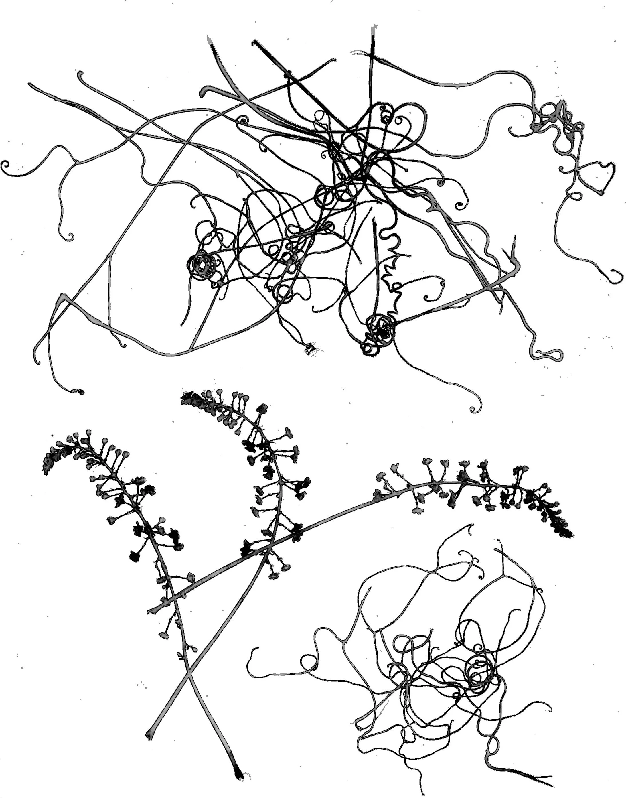 Grape tendrils
8x10.  1B