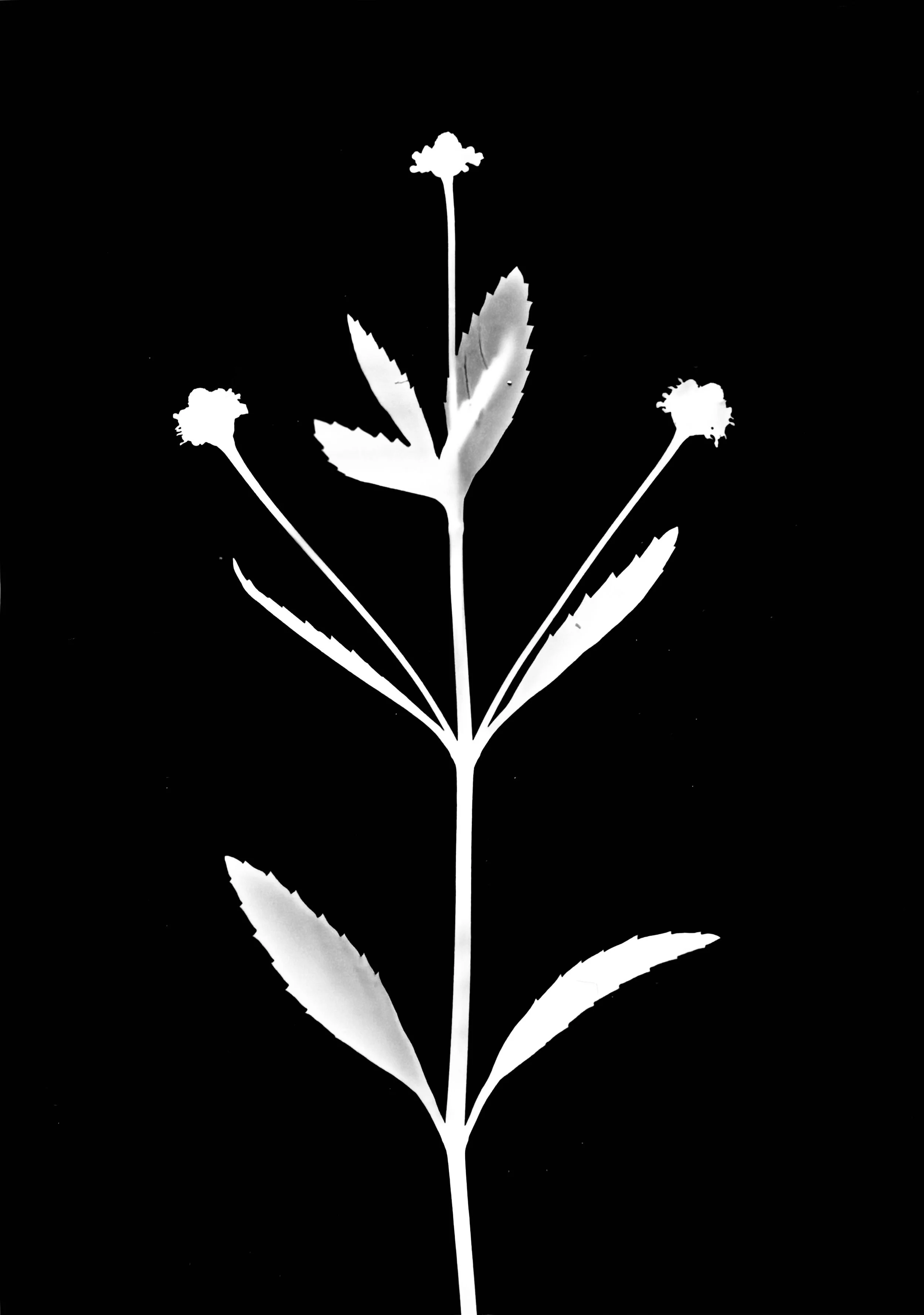 Fog fruit. 5x7
Phyla lanceolota