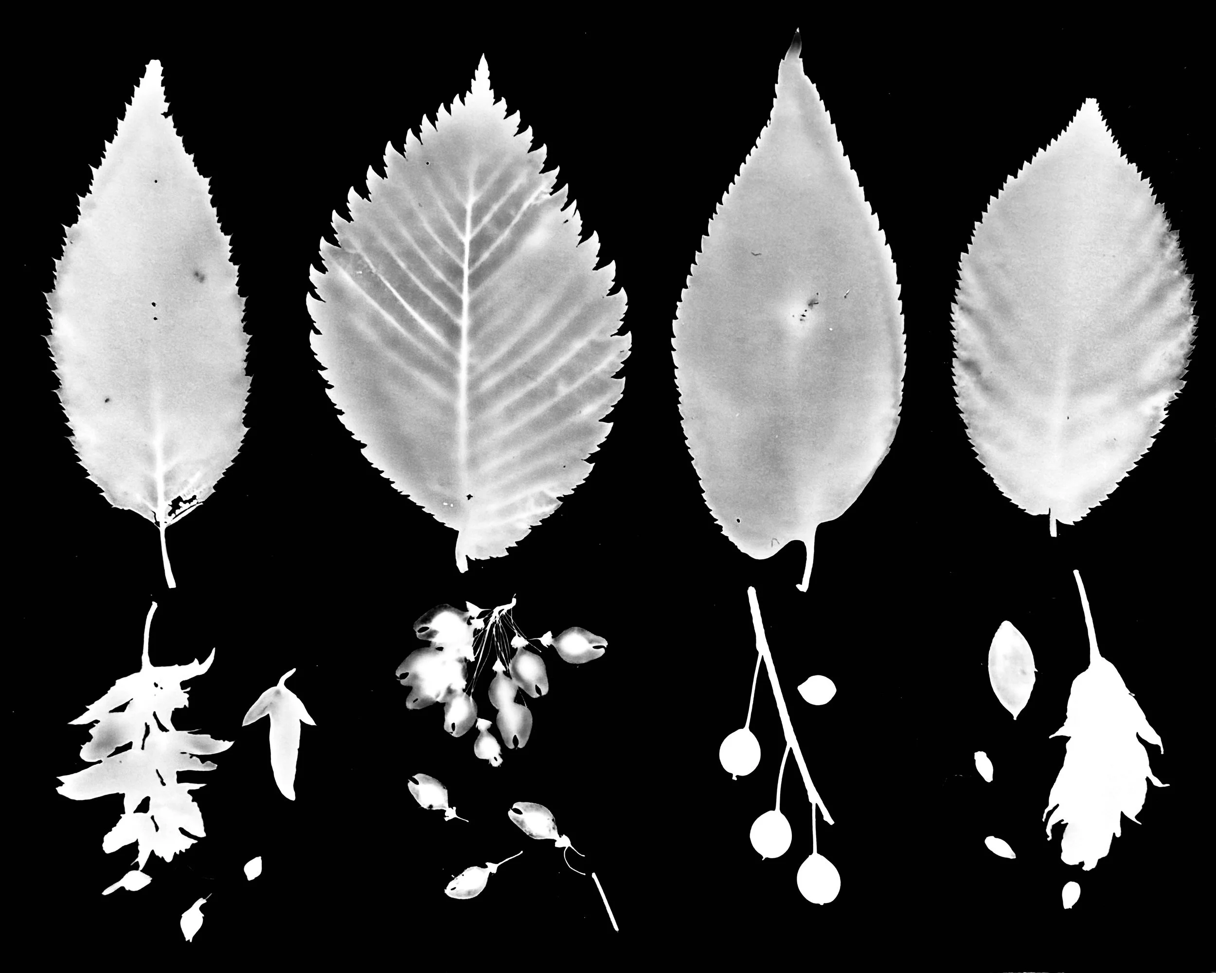 Look alike tree leaves and seeds
L-R  Musclewood/Blue Beech, American Elm,
Hackberry, Hop Hornbeam/Ironwood.
Carpinus caroliniana virginiana, Ulmus americana, Celtis occidentalis, Ostrya virginia
11x14