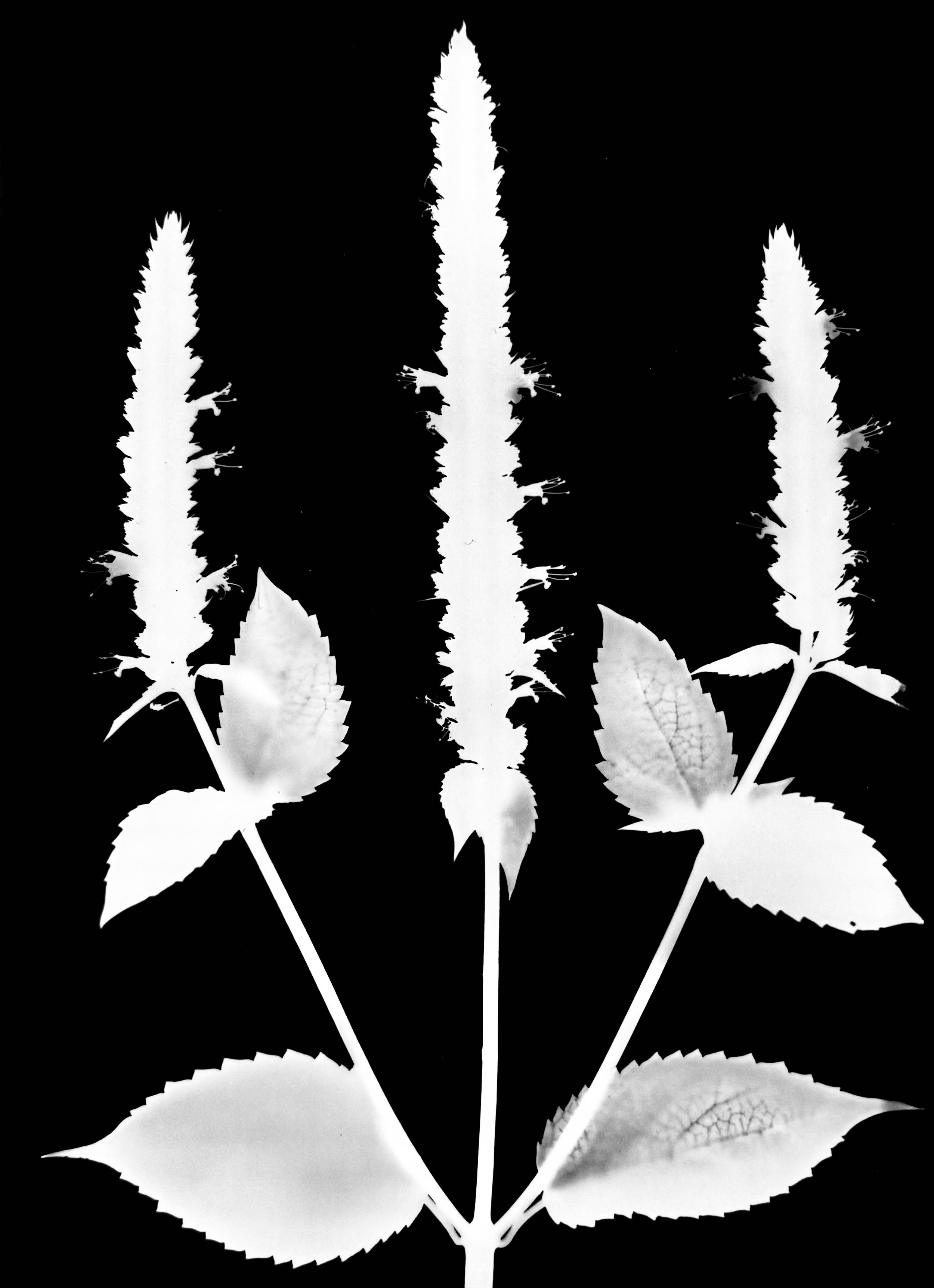 Yellow  giant hyssop. 5x7
Agastache nepetoides