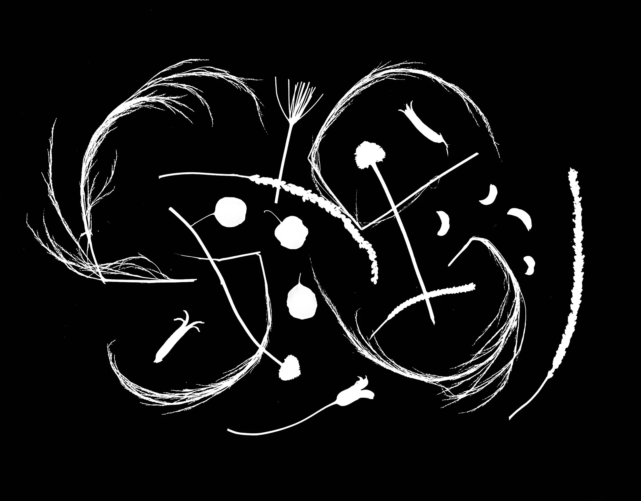 Native leaves, flowers and seeds, NE Illinois
11x14