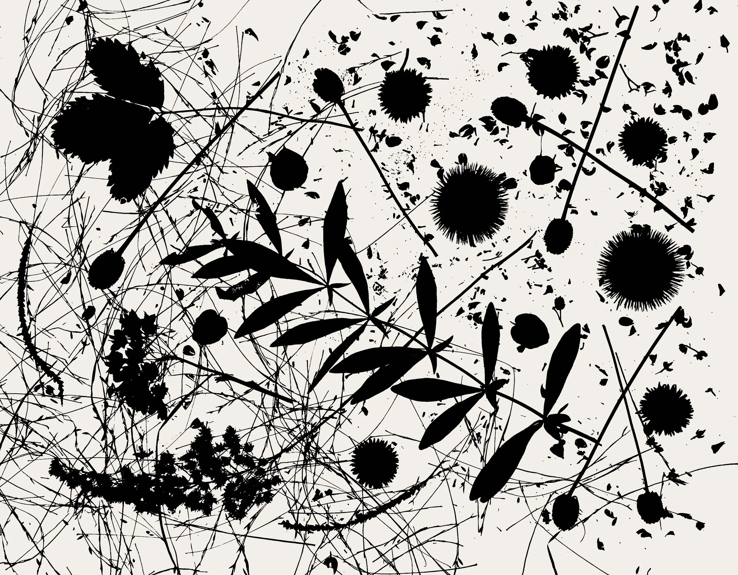 Native leaves, flowers and seeds, NE Illinois
11x14.  1B