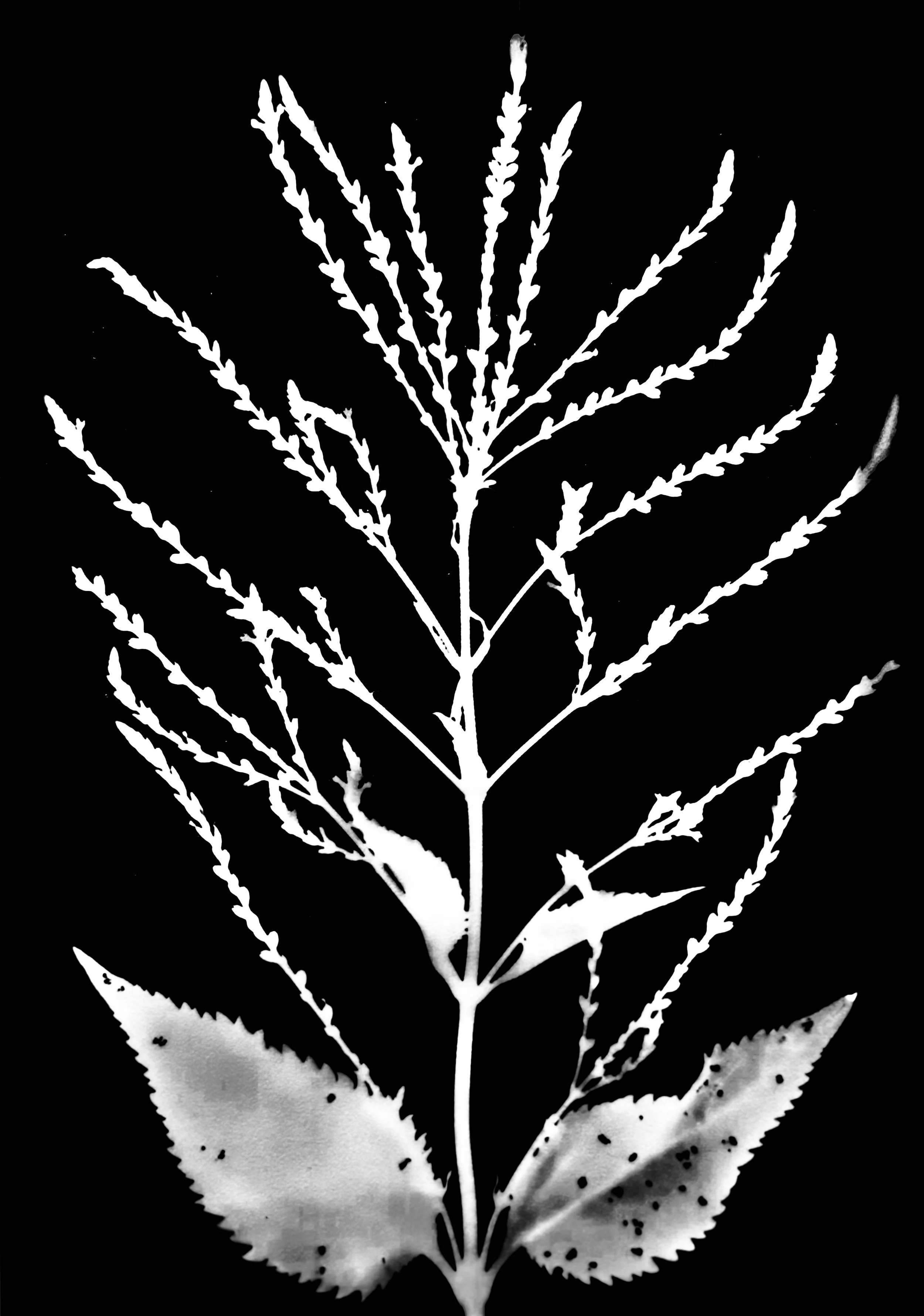 White vervain  5x7
Verbena urticifolia