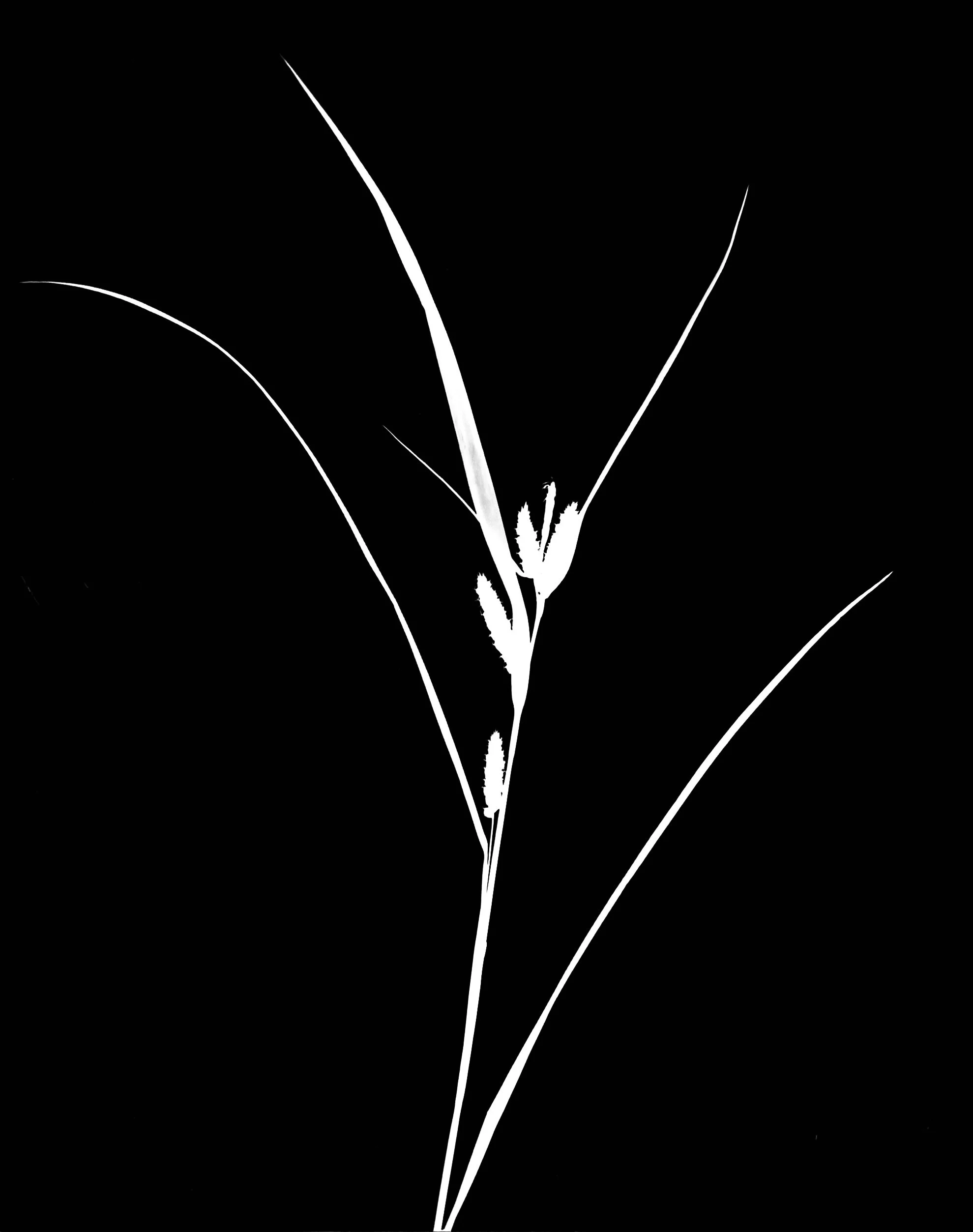 Common wood sedge
Carex blanda.  5x7