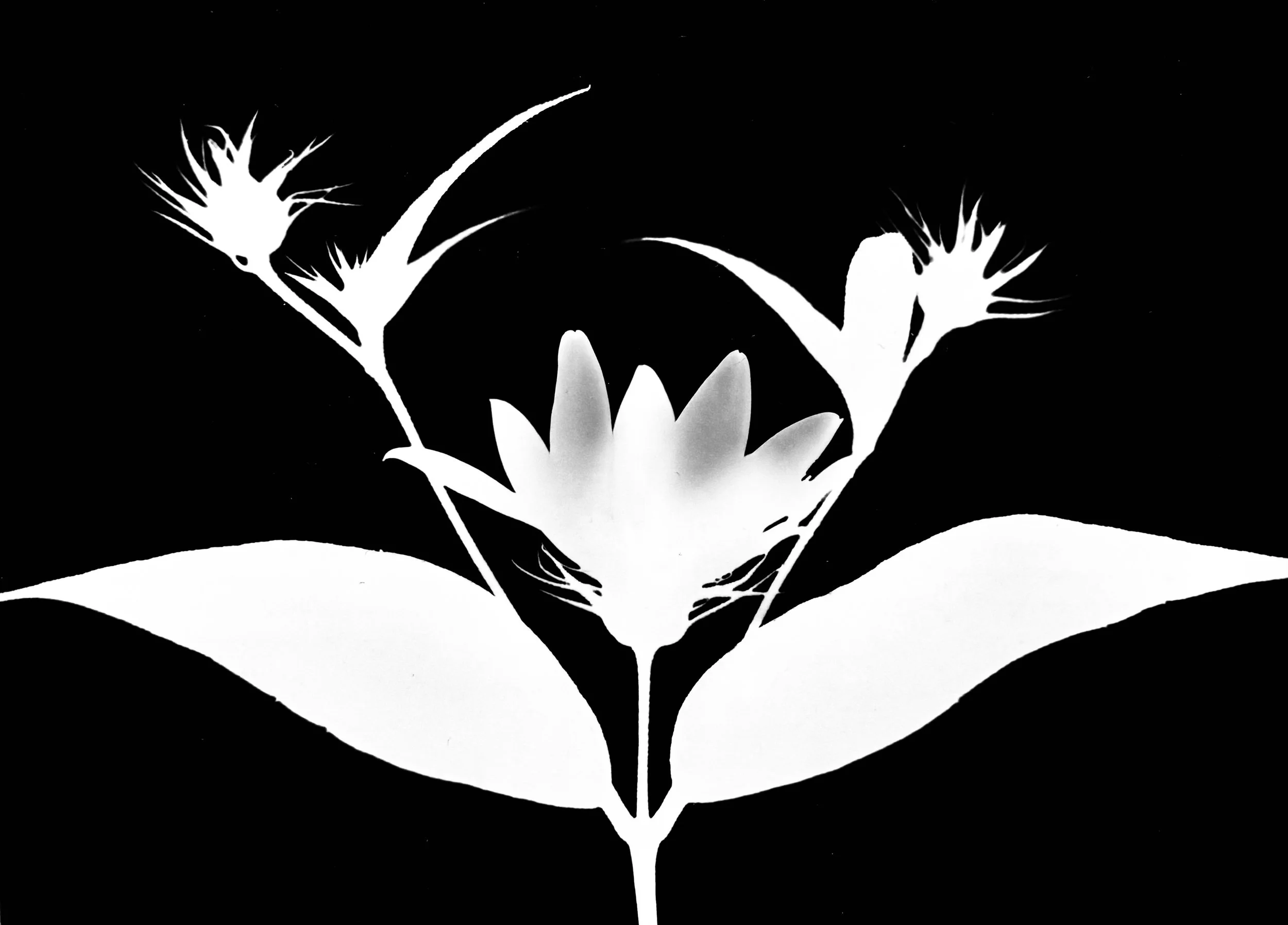 Sawtooth sunflower. 5x7
Helianthus grosseserratus