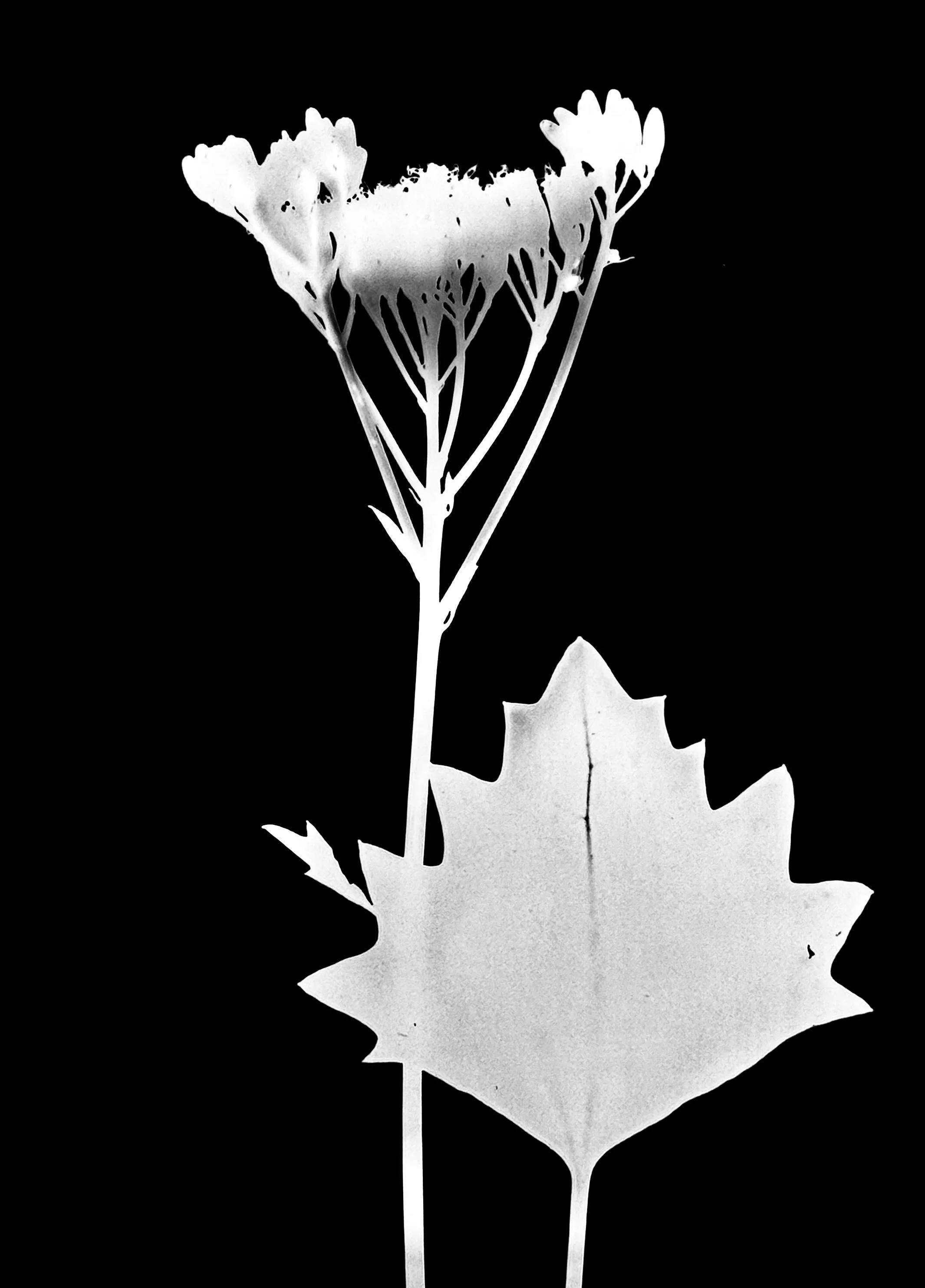 Pale Indian plantain. 5x7
Arnoglossum atriplicifolium