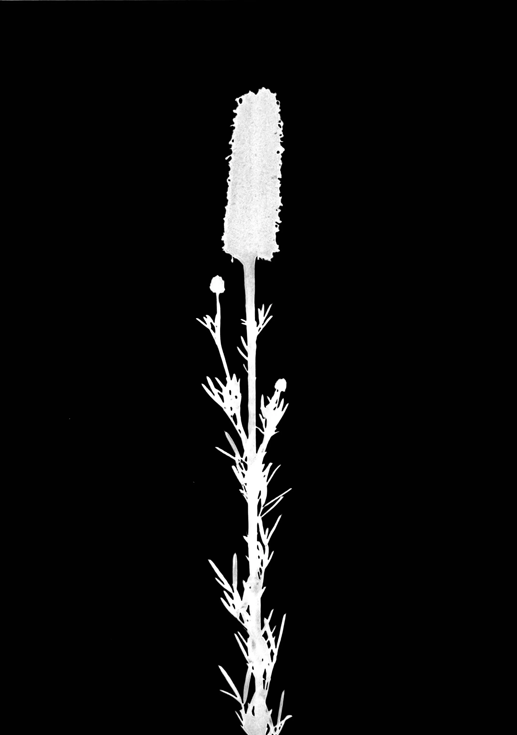 Purple prairie clover
Dale purpurea. 5x7