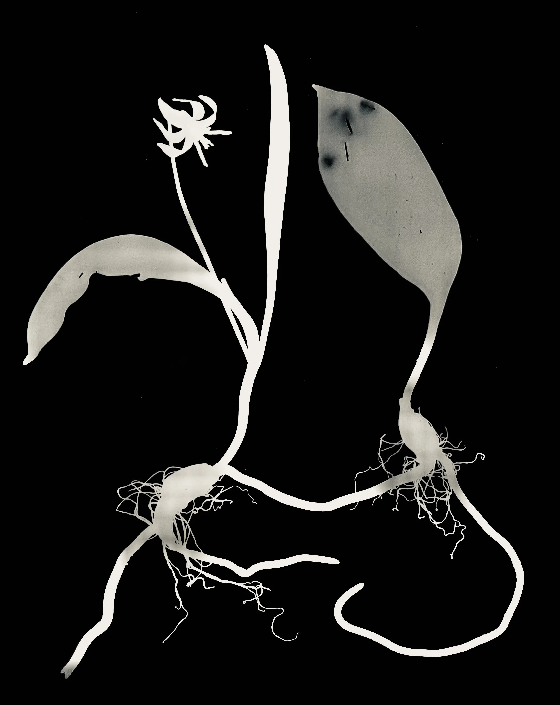White trout lily roots
Erythronium album. 8x10