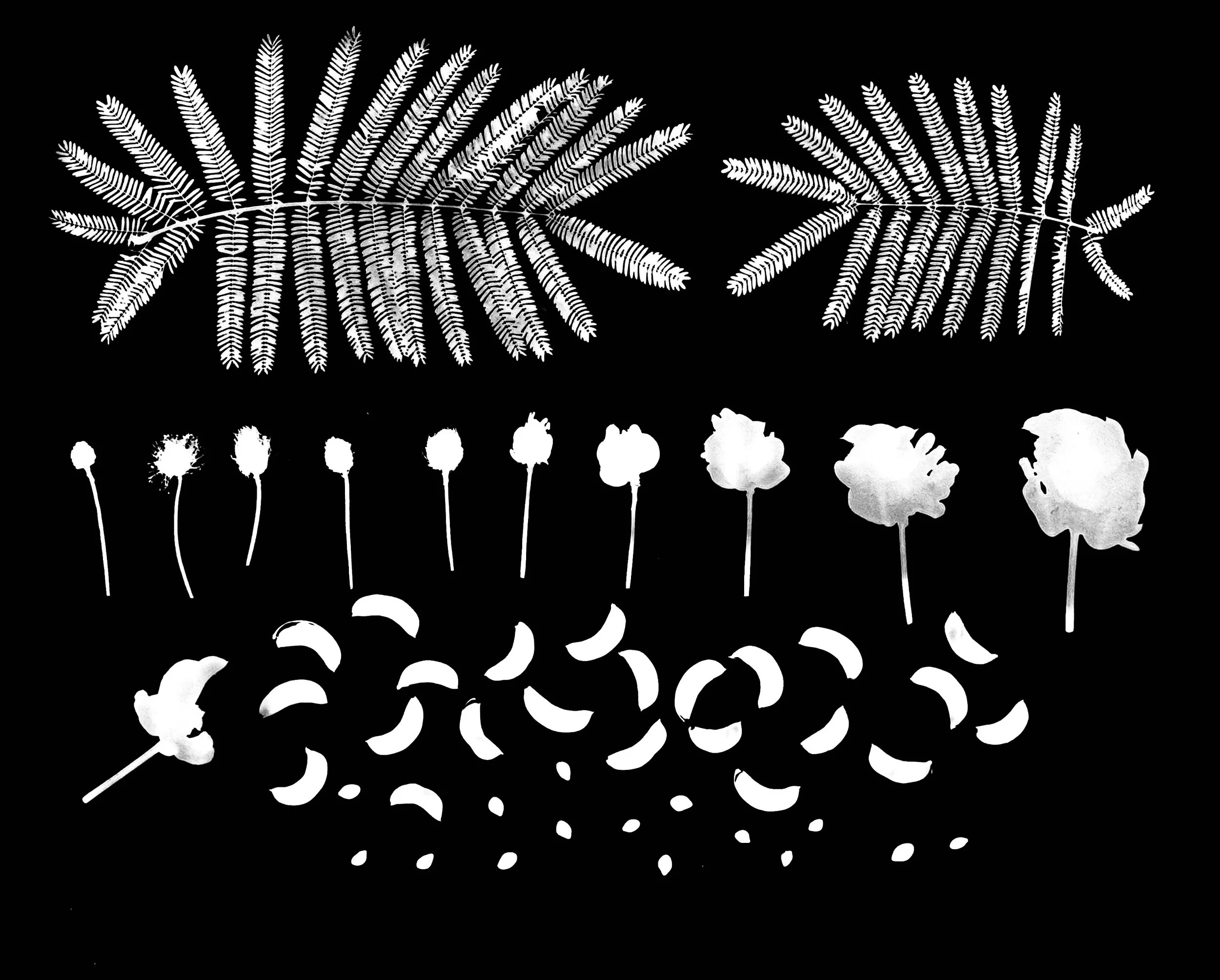 Illinois Bundleflower Life Cycle
Desmanthus illinoensis.  11x14