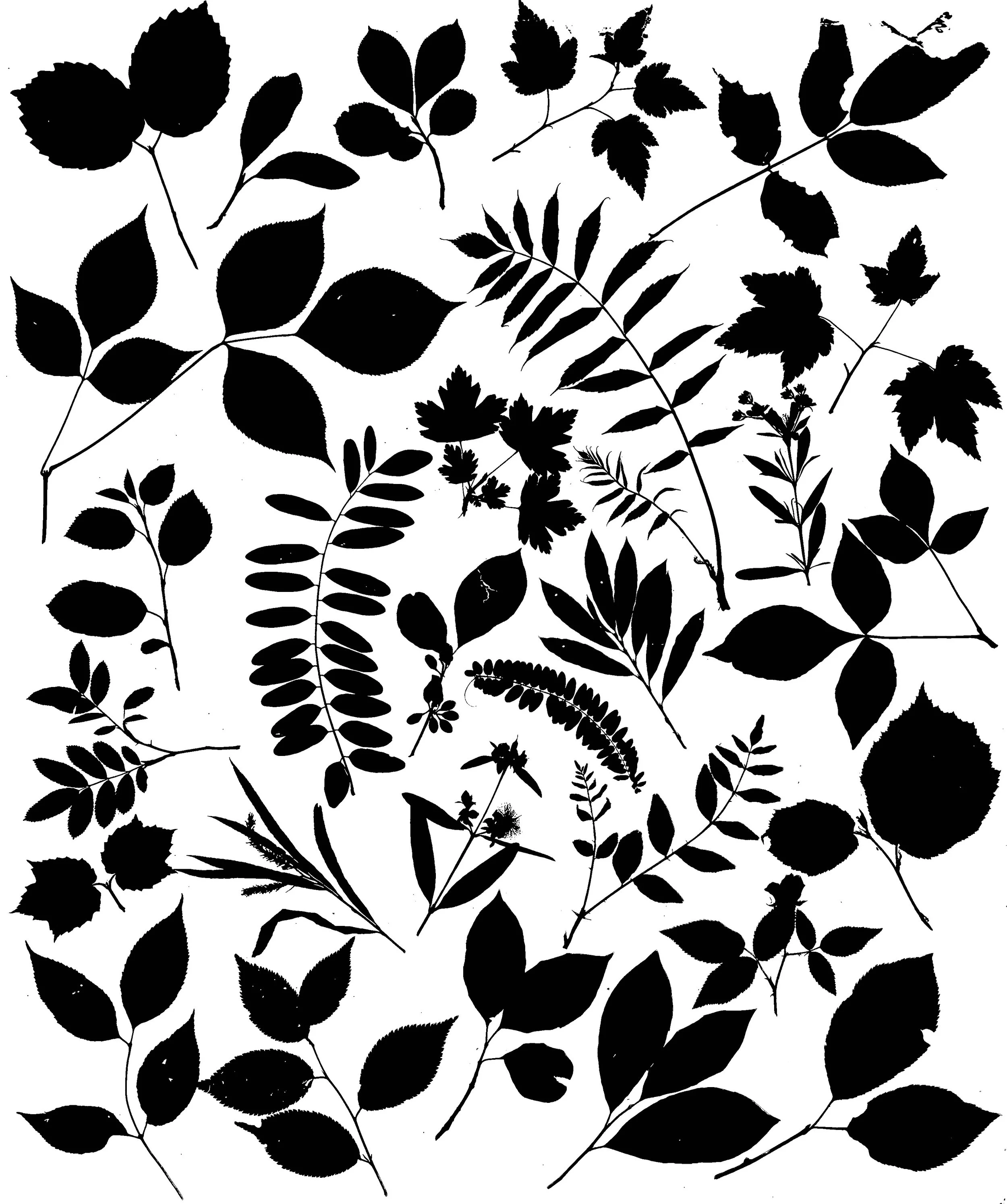 Native shrub leaves, NE Illinois
16x10.  1B