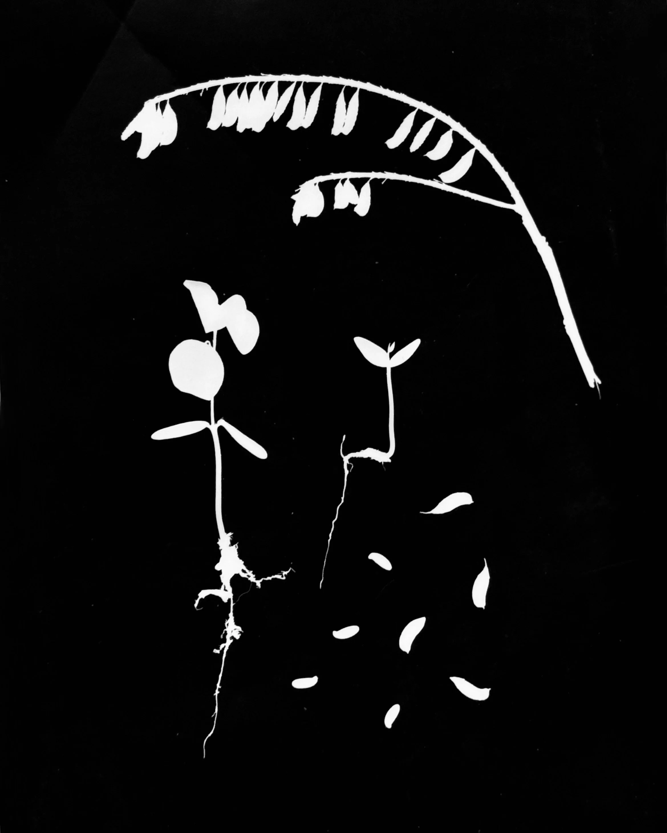 Indigo Bush. 8x10
Amorpha fruticosa