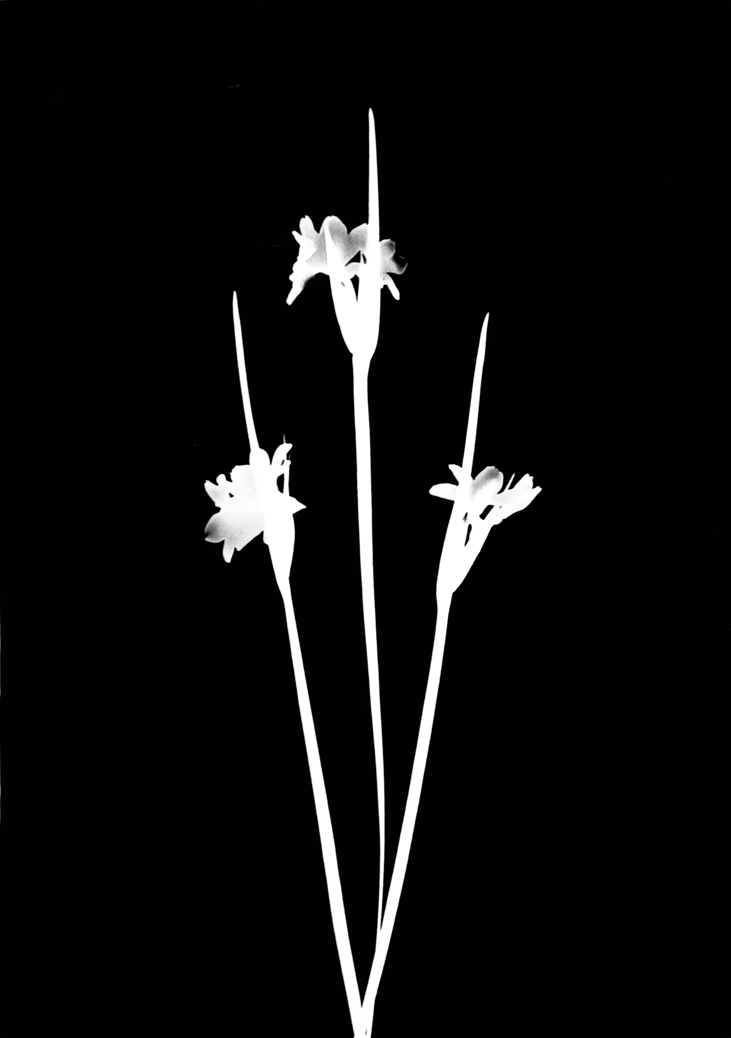 Common blue-eyed grass
Sisyrinchium albidum. 5x7