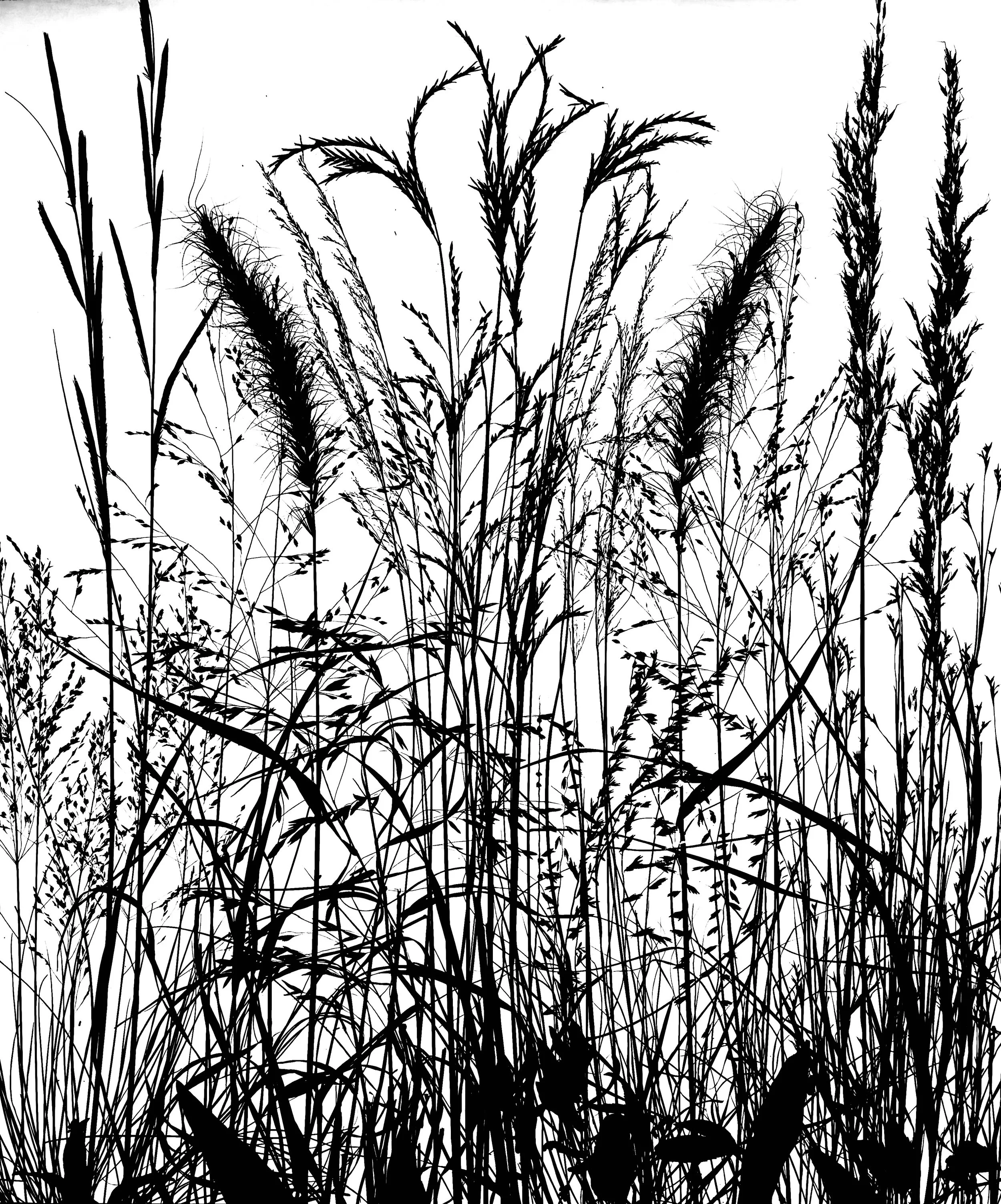 Prairie Grasses :  Cord grass, Canada Rye, Indian grass, Big Bluestem, Switch grass, Little Bluestem, Prairie Dropseed, Side-Oats Gramma, Blue Joint grass
20x24.  1B
