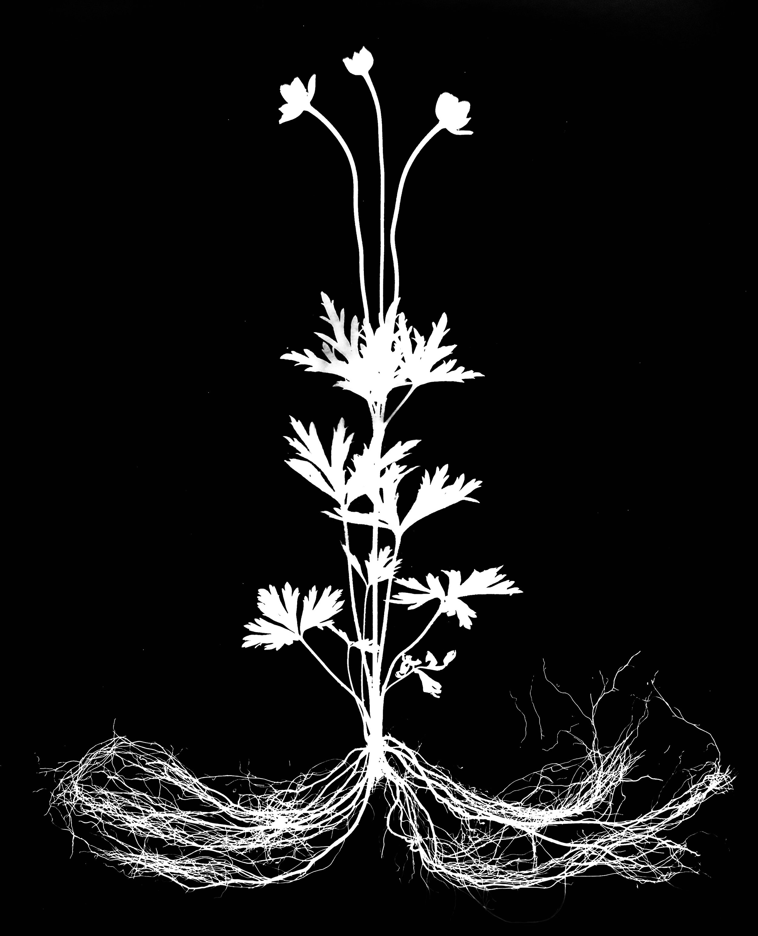 Thimbleweed  16x20
Anemone cylindrica 