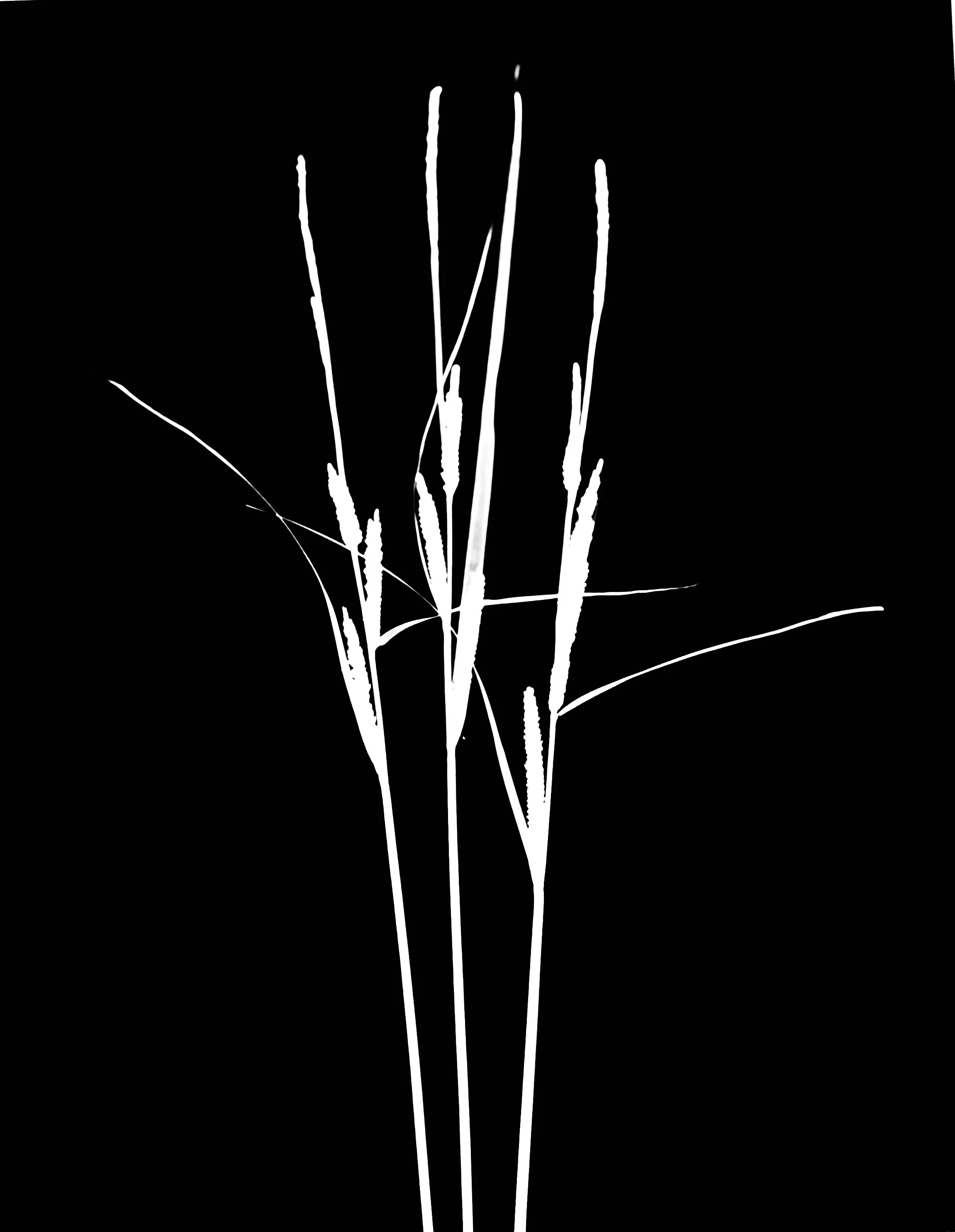 sedge sp?   5x7
Carex sp?