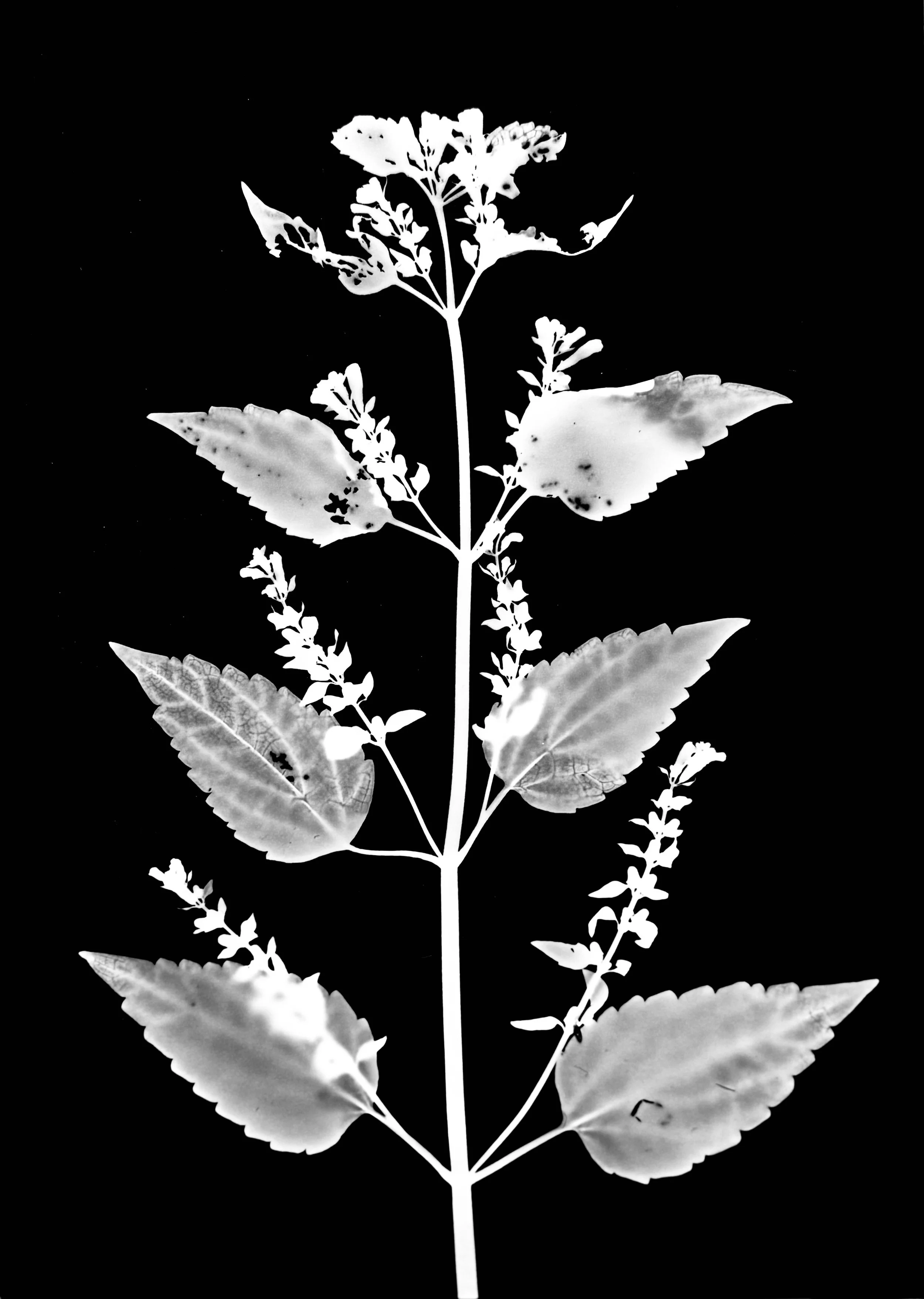 Mad-dog skullcap. 5x7
Scutallaria lateriflora