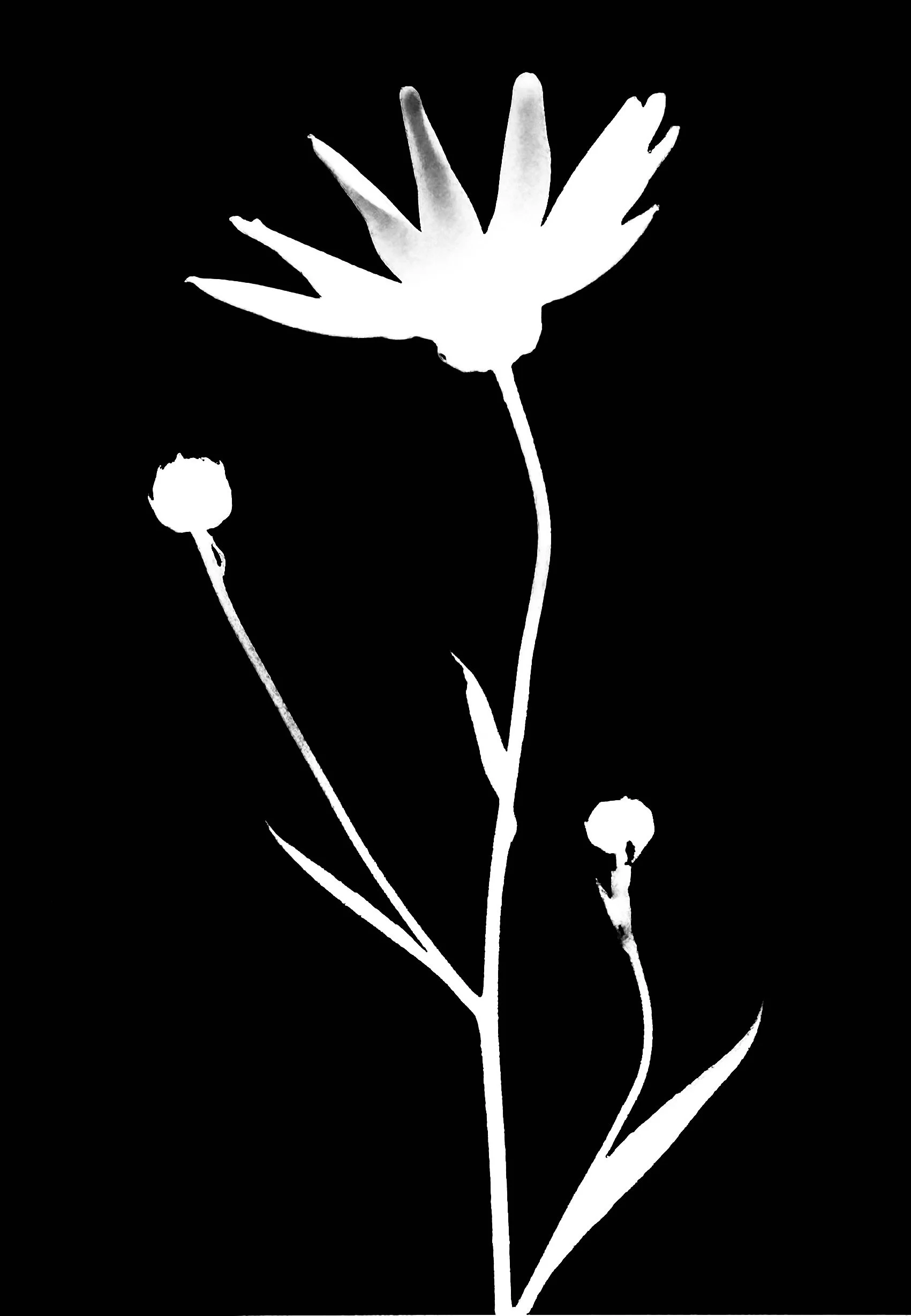 Prairie dock   5x7
Silphium terebinthinaceum