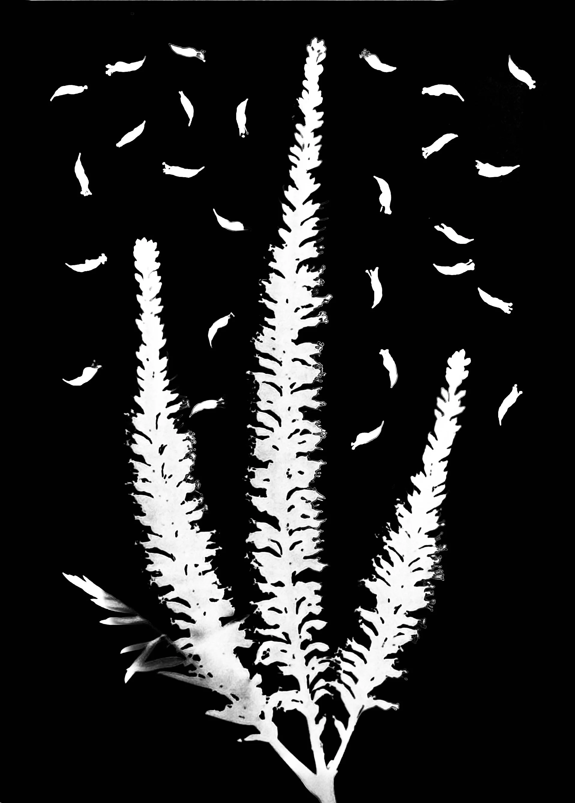 Culver's root. 5x7
Veronicastrum virginicum