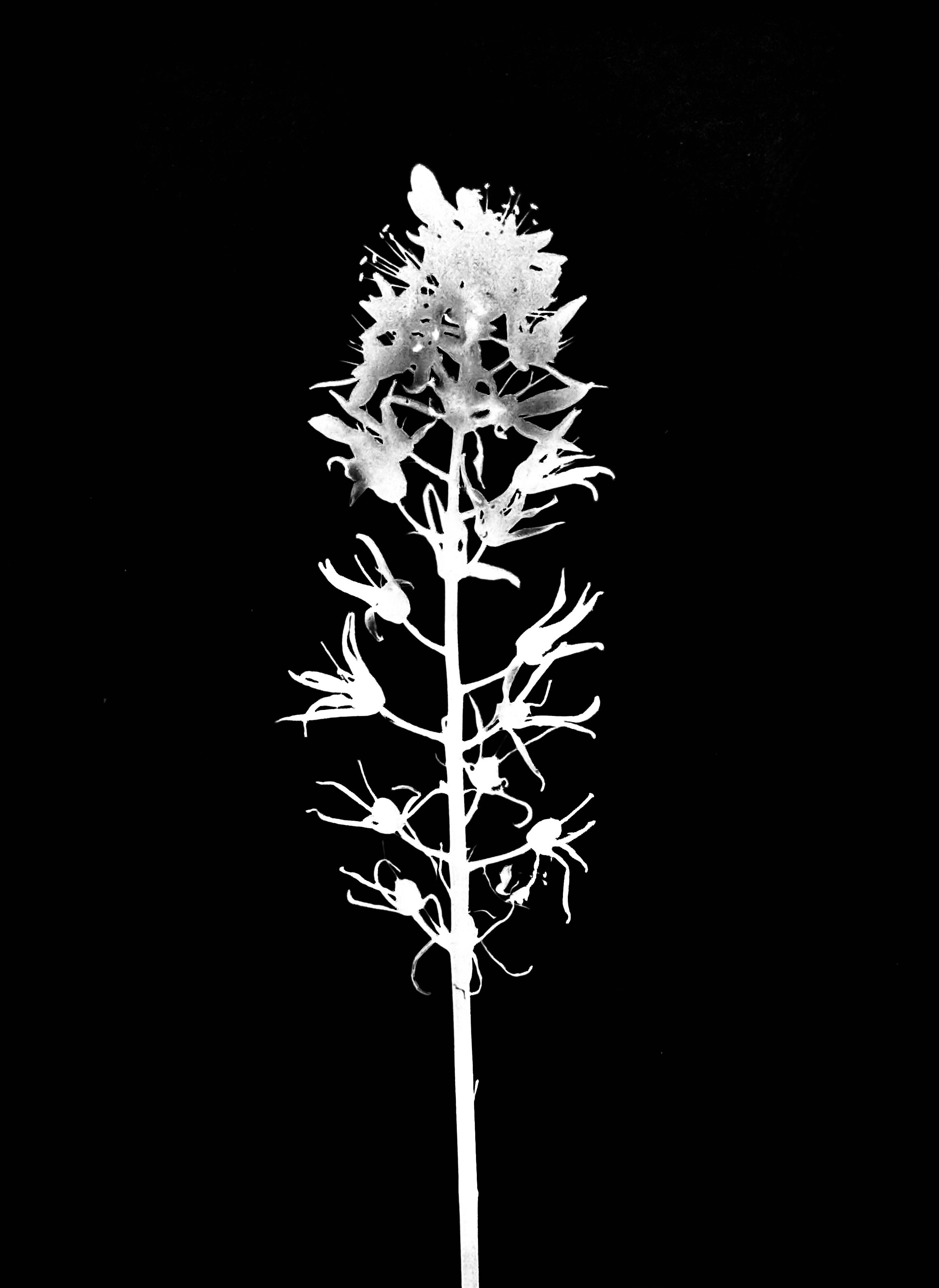 Wild hyacinth 5x7
Camassia scilloides