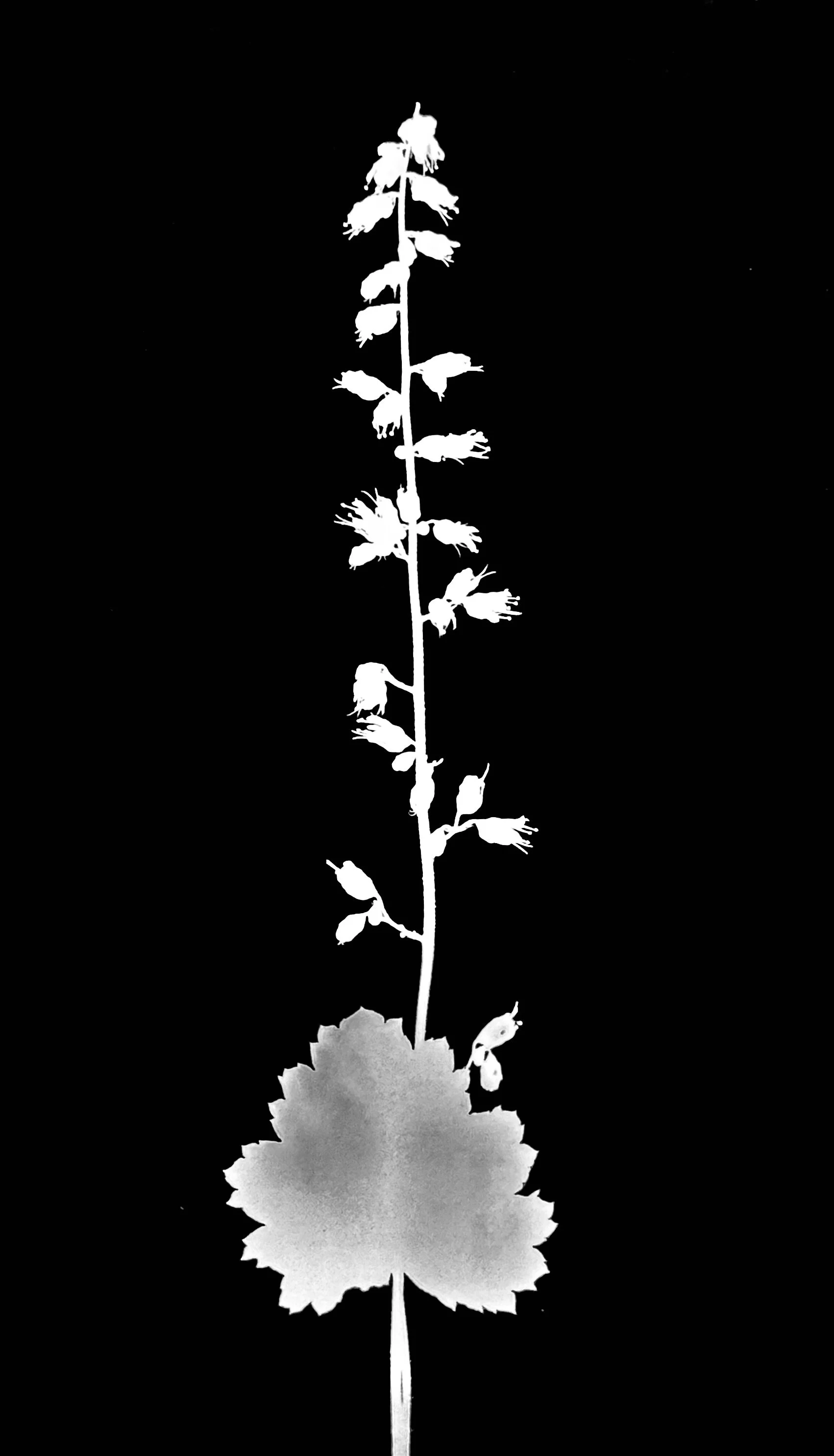 Prairie alum root. 5x7
Heuchera richardsonii