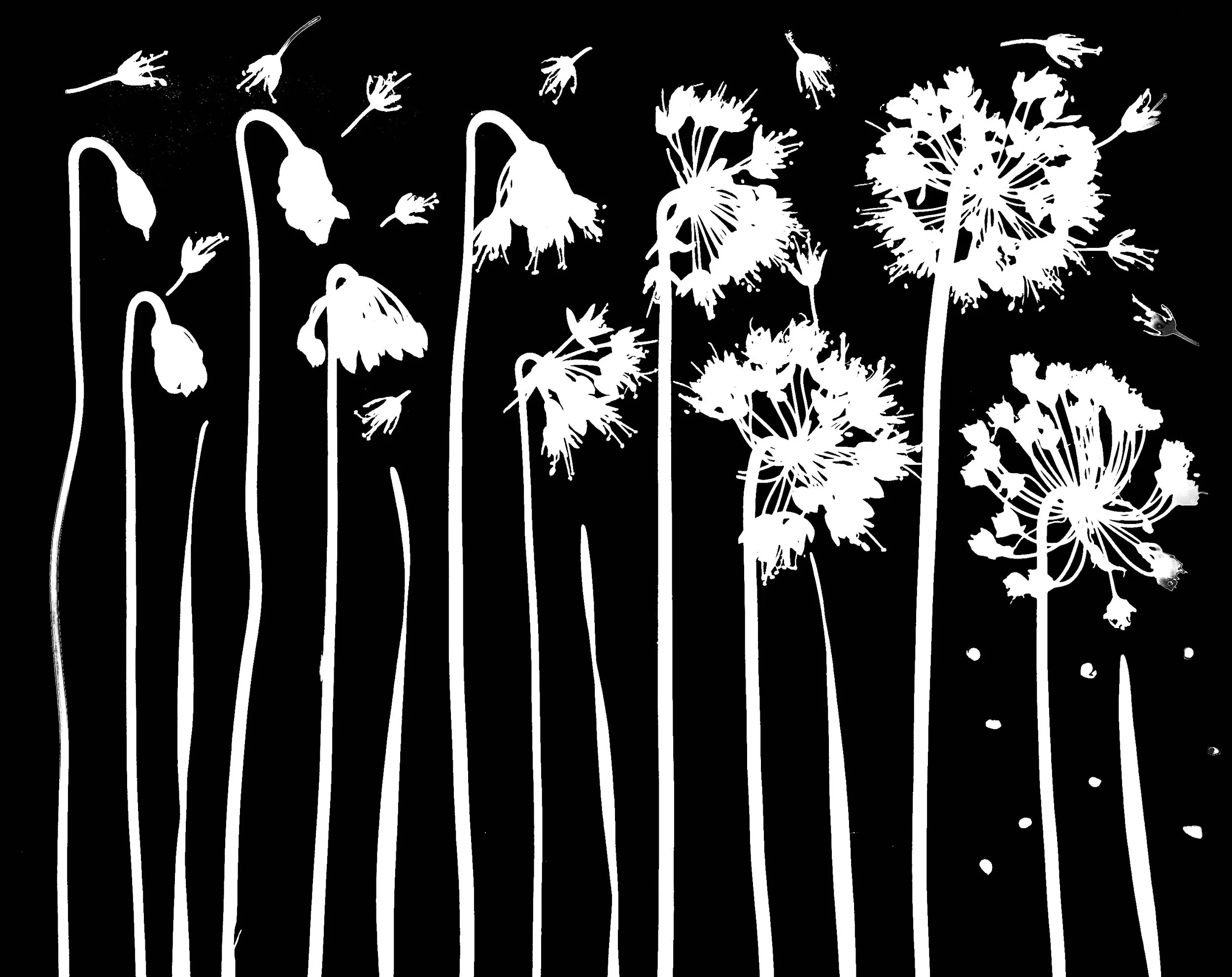 Nodding Wild Onion Life Cycle
Allium cernuum.  11x14