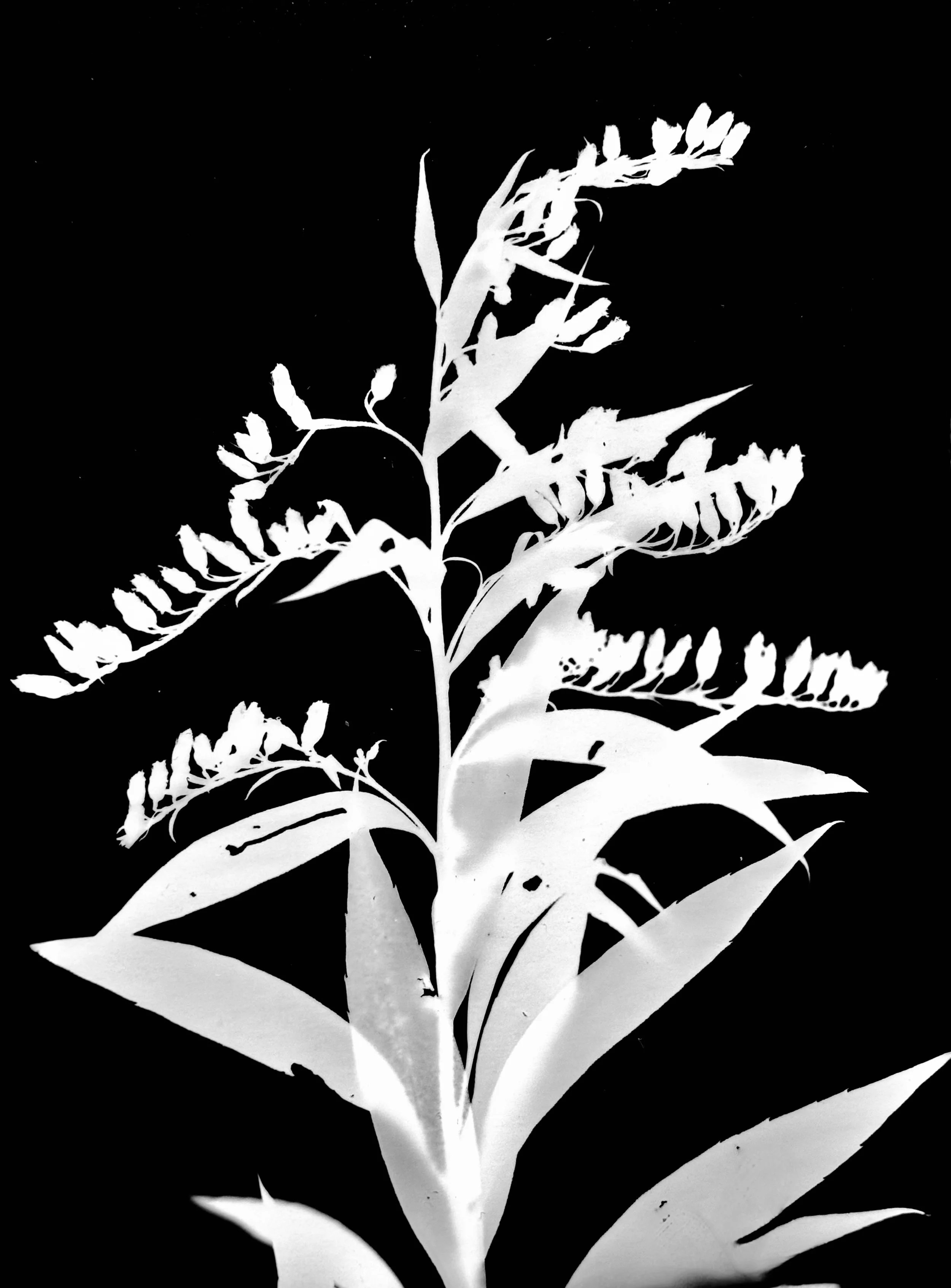 Canada goldenrod.  5x7
Solidago caadensis