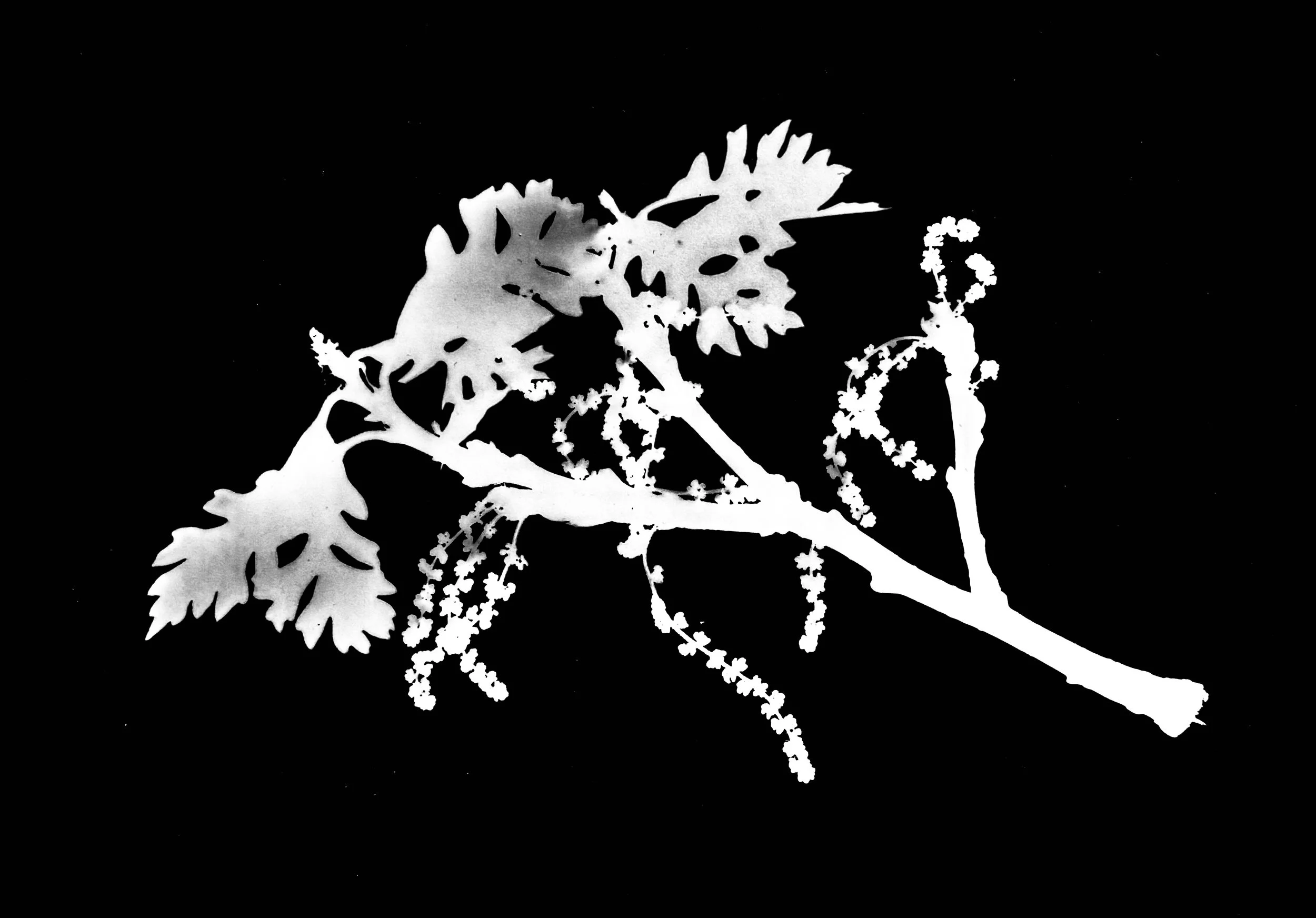 Bur Oak in Bloom
Quercus macrocarpa
5x7