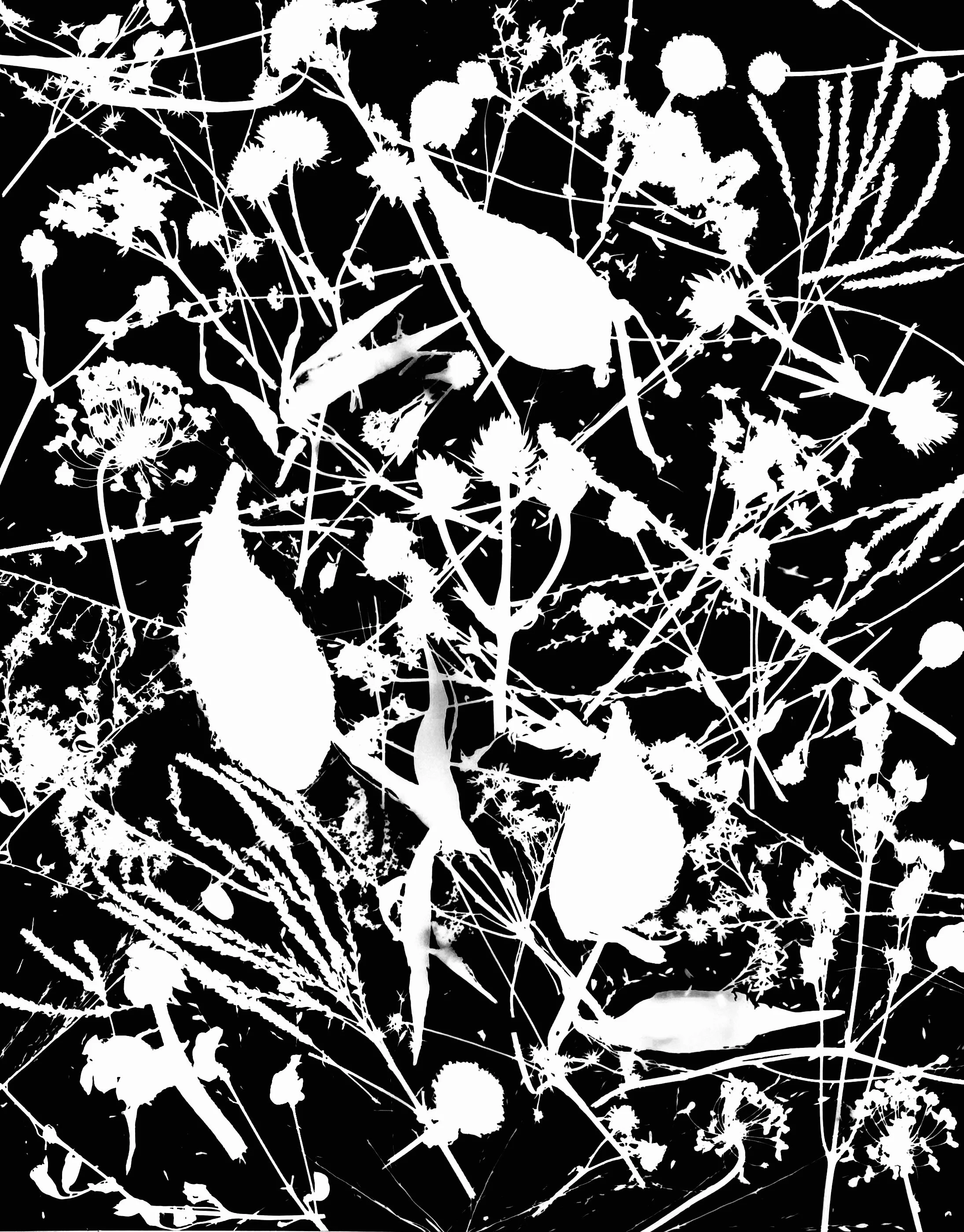 Native seed heads, NE Illinois
16x20