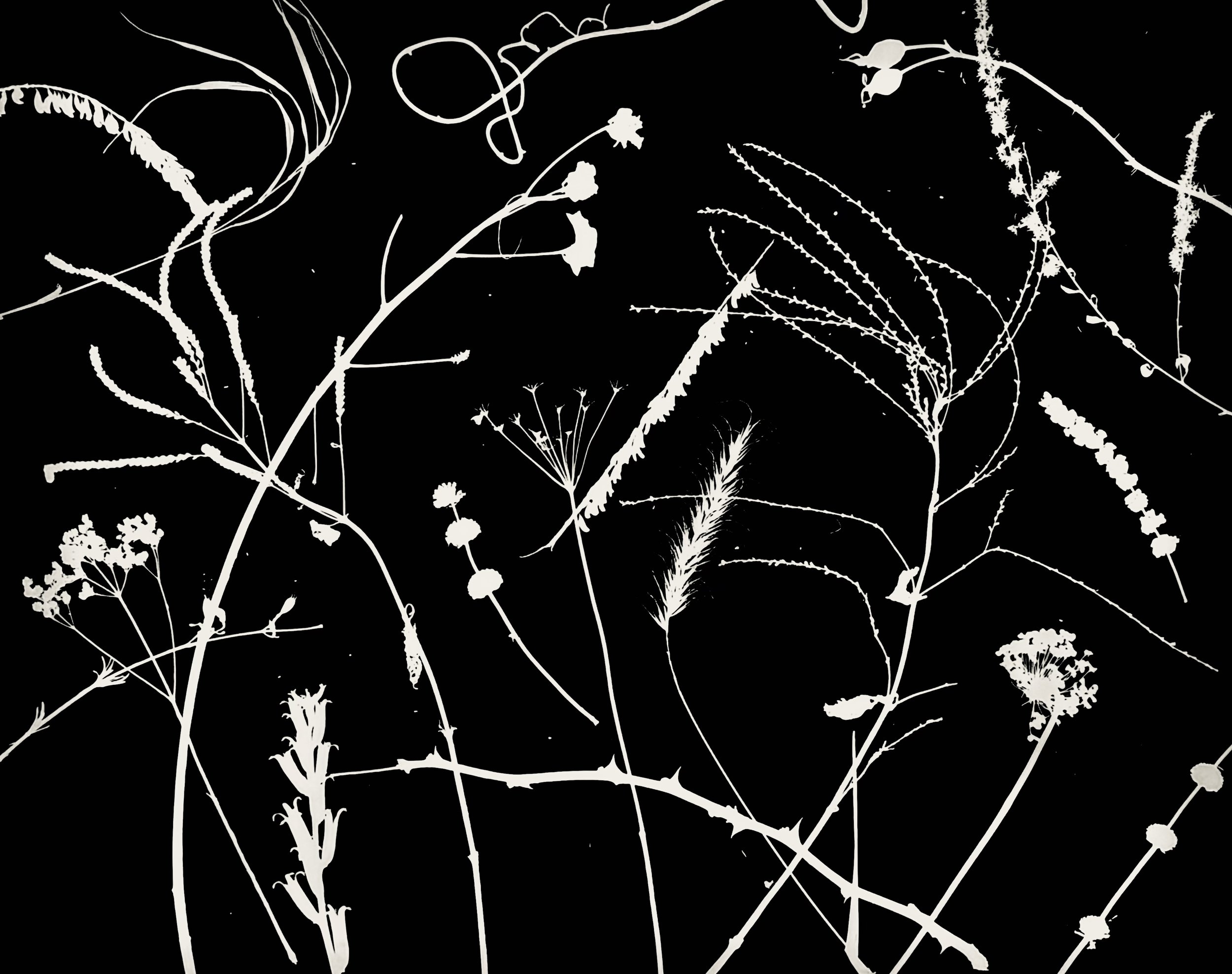 Various Dormant Native Plants
16x20