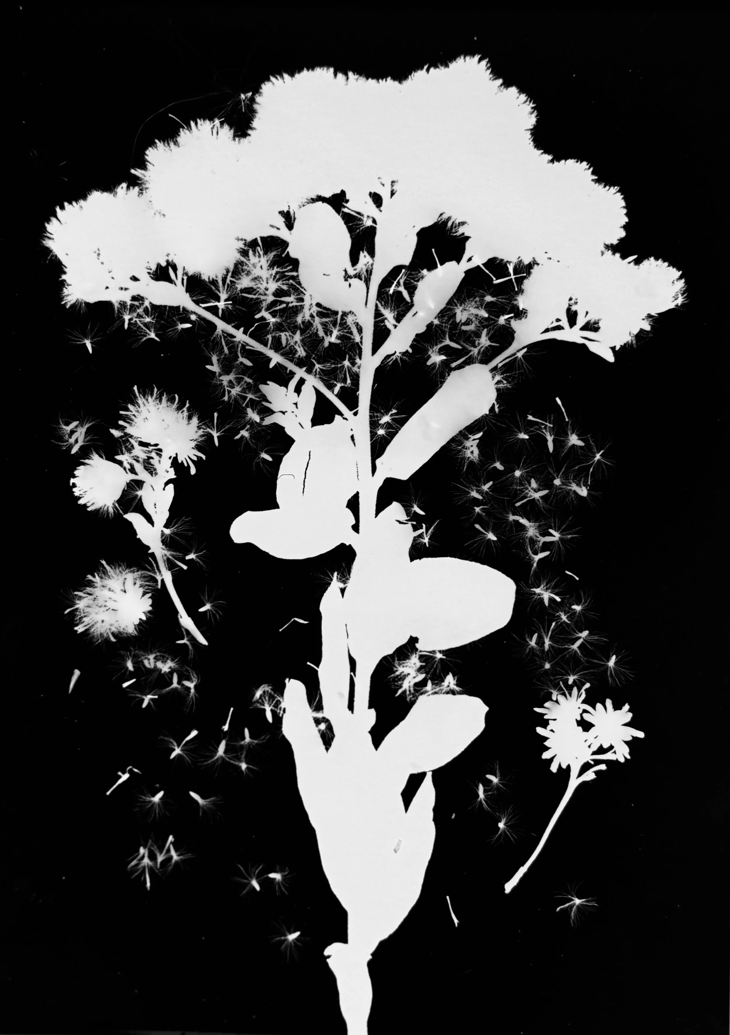 Stiff Goldenrod seeds
Oligoneuron rigid. 5x7