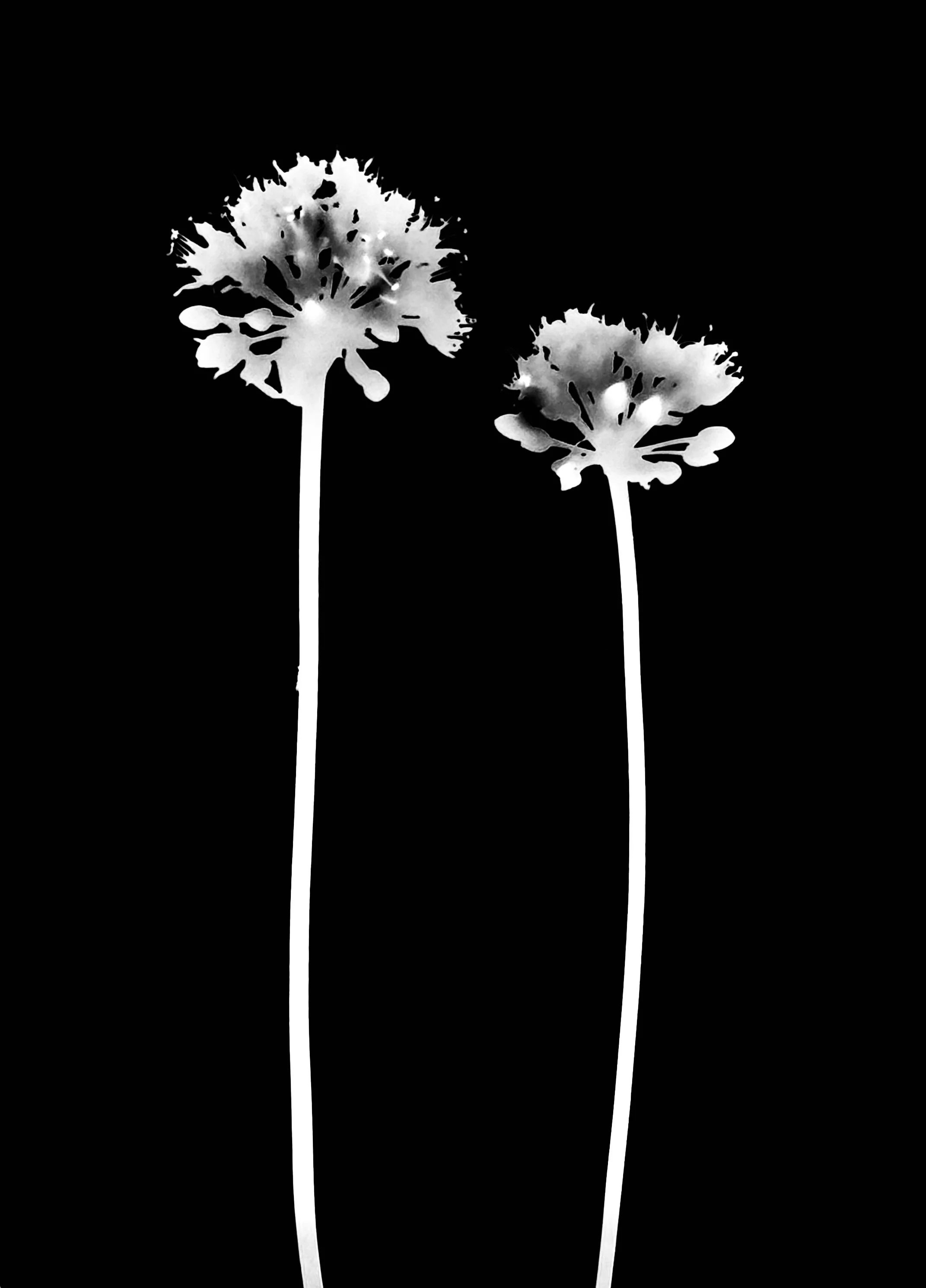 Wild leek-left , Chicago leek-right
Allium tricoccum , Allium burdickii
5x7