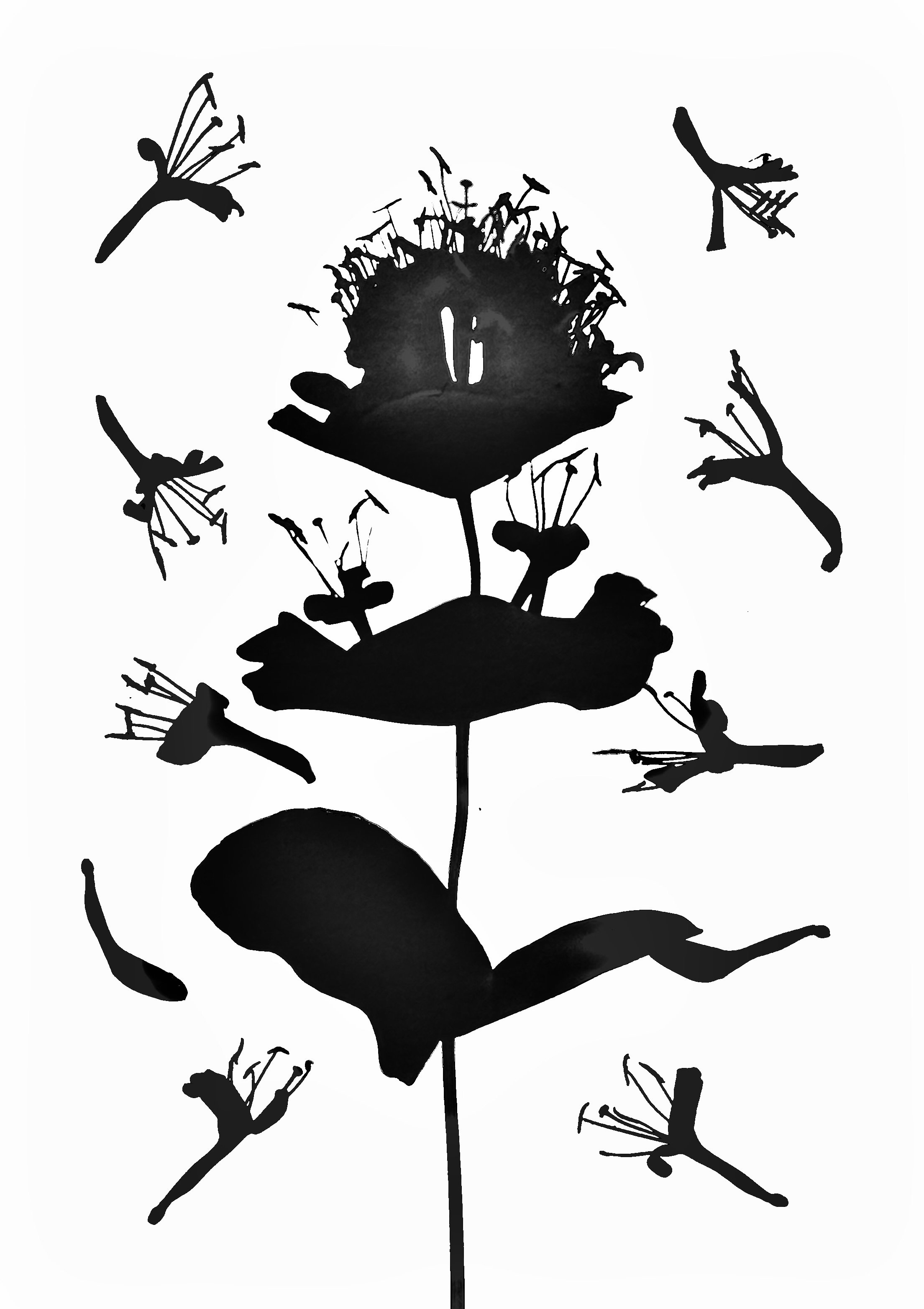 Yellow Honeysuckle 
Lonicera reticulata  5x7. 1B