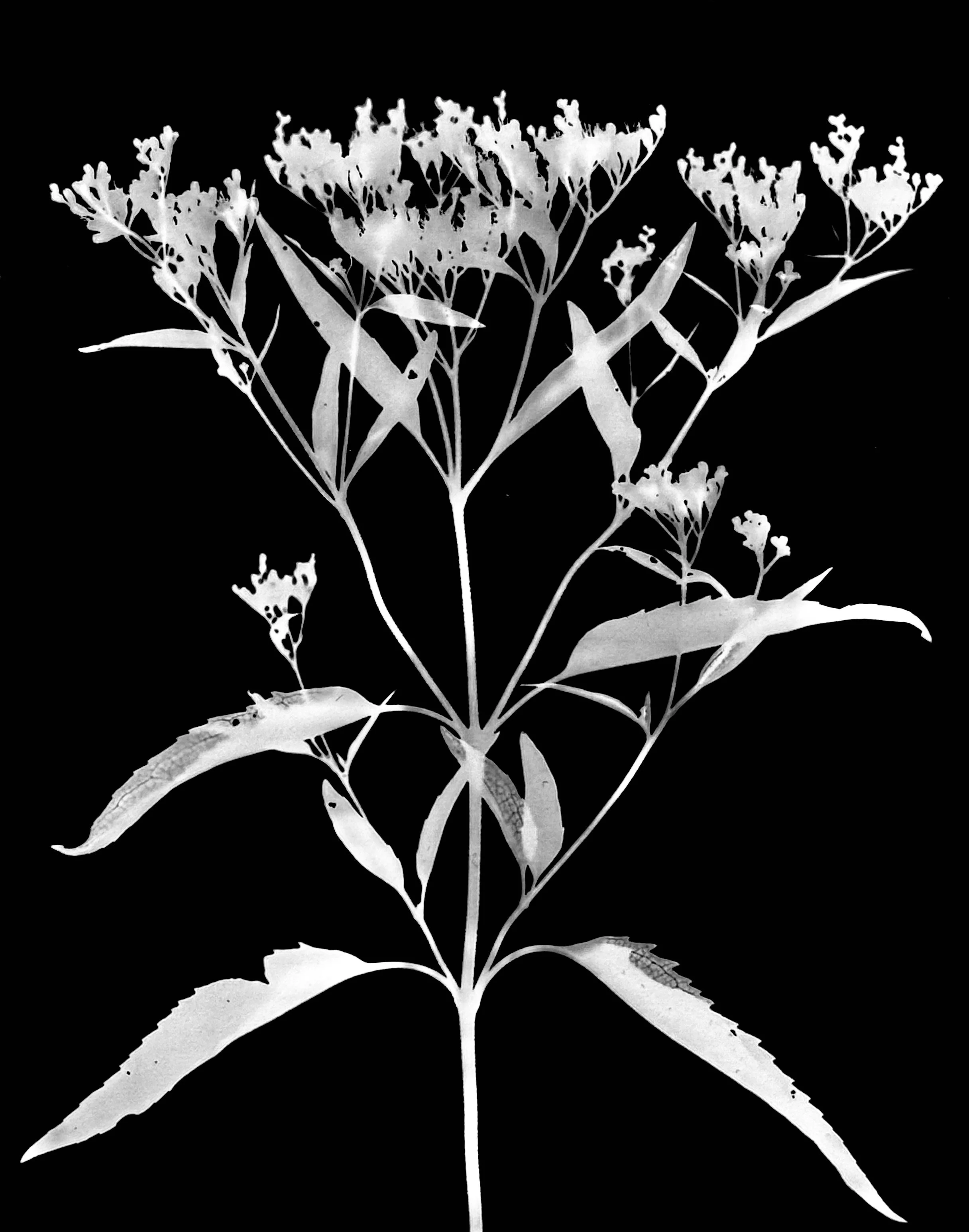 Tall boneset. 5x7
Eupatorium altissimo