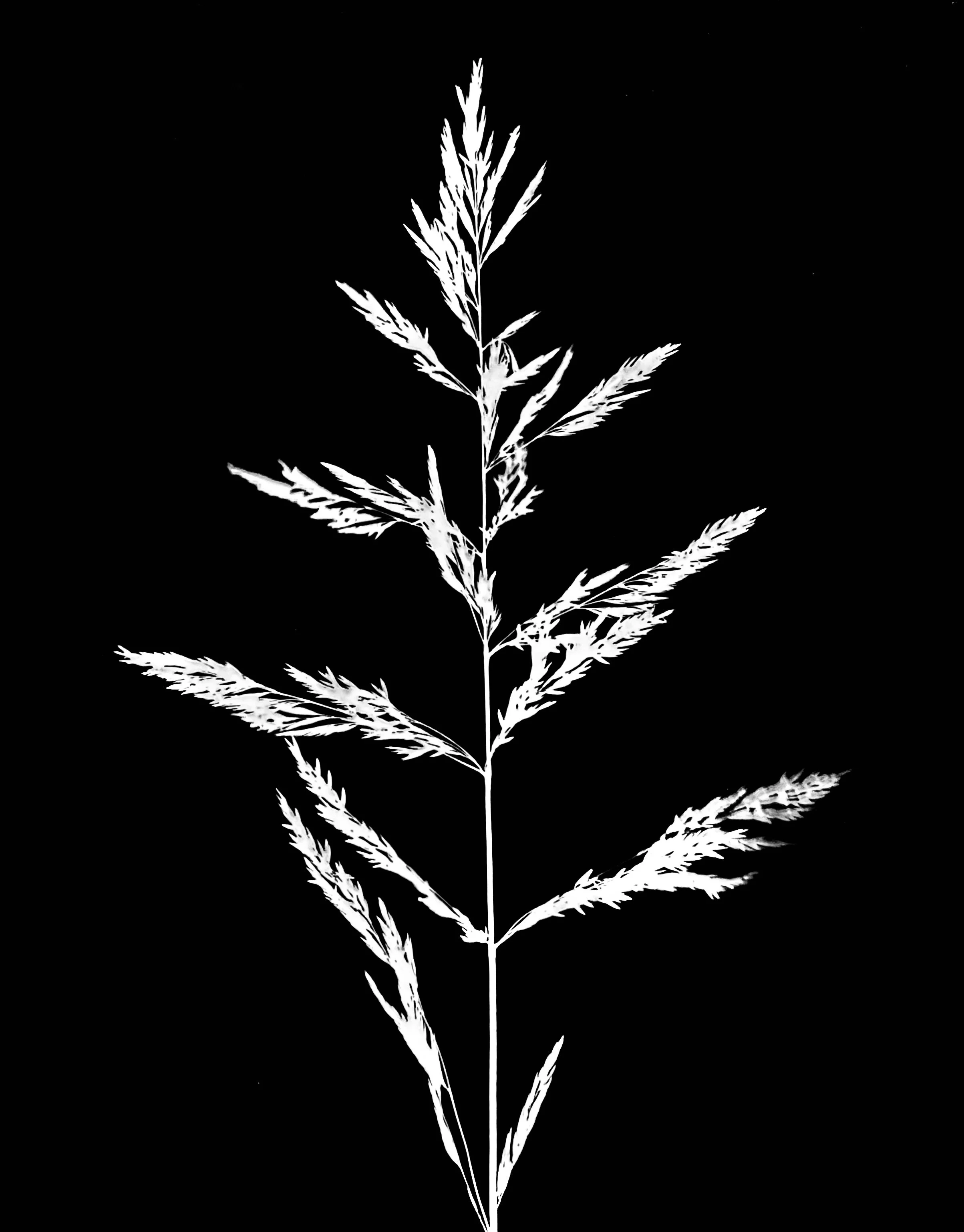 Common wood reed
Cinna arundinacea. 8x10