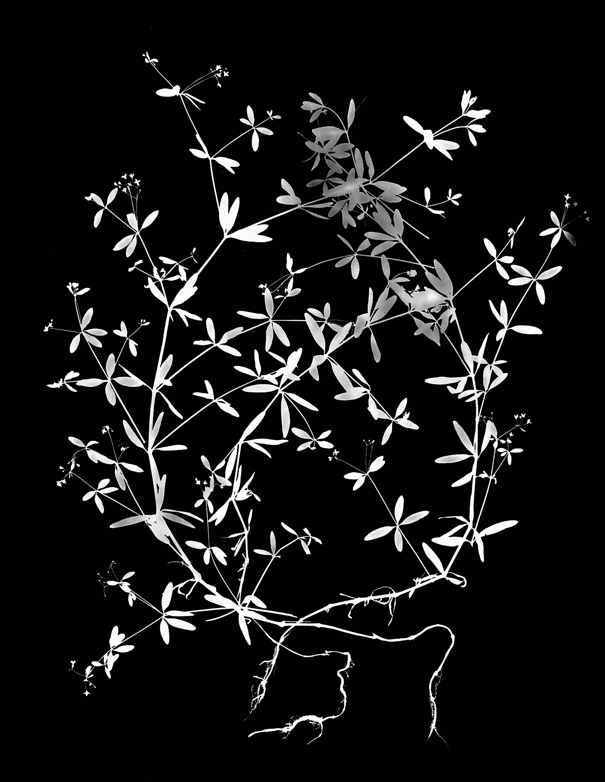 Hairy wild licorice roots. 16x20
Gallium circaezans var. hyp