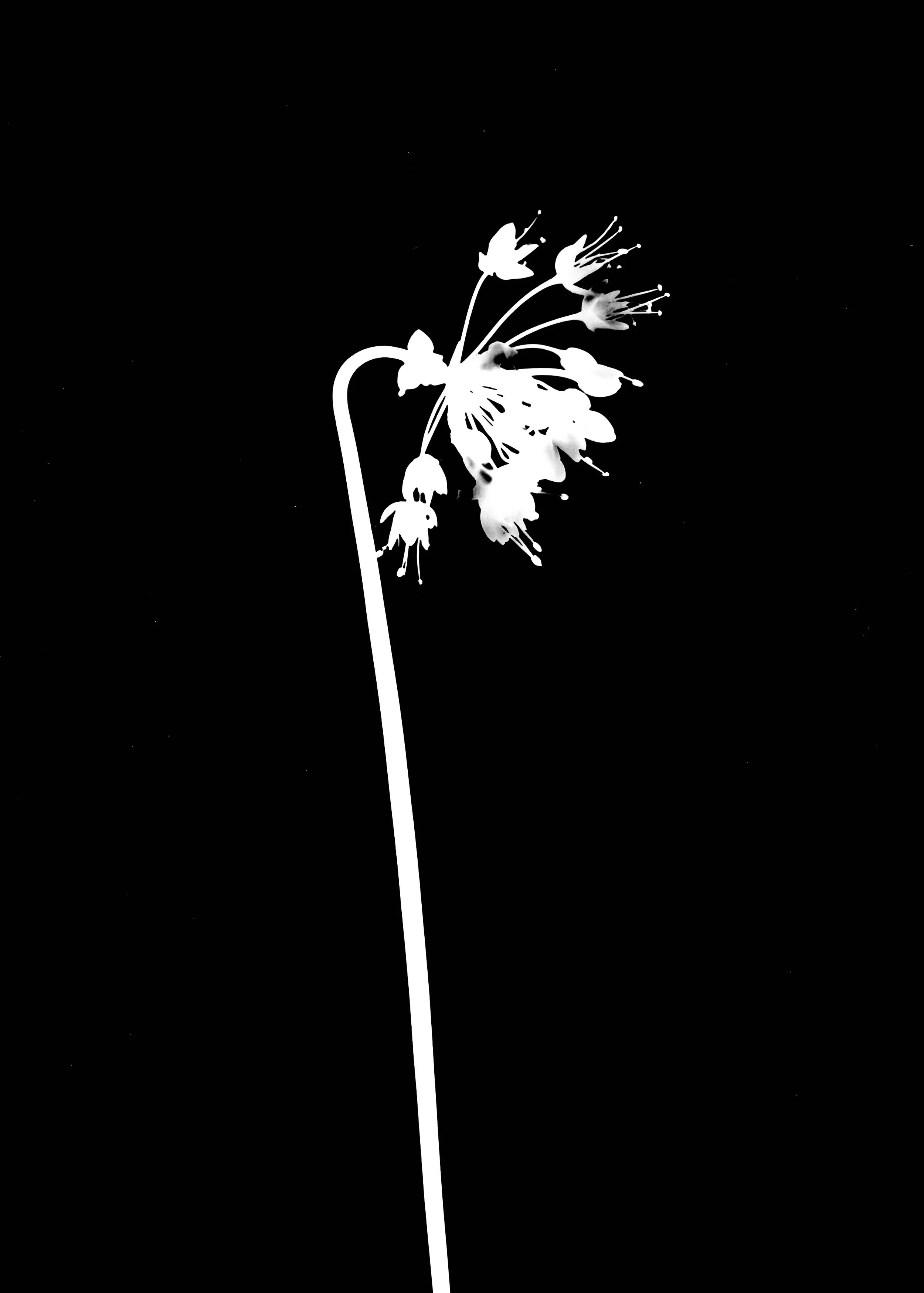 Nodding wild onion
Allium cernuum  5x7