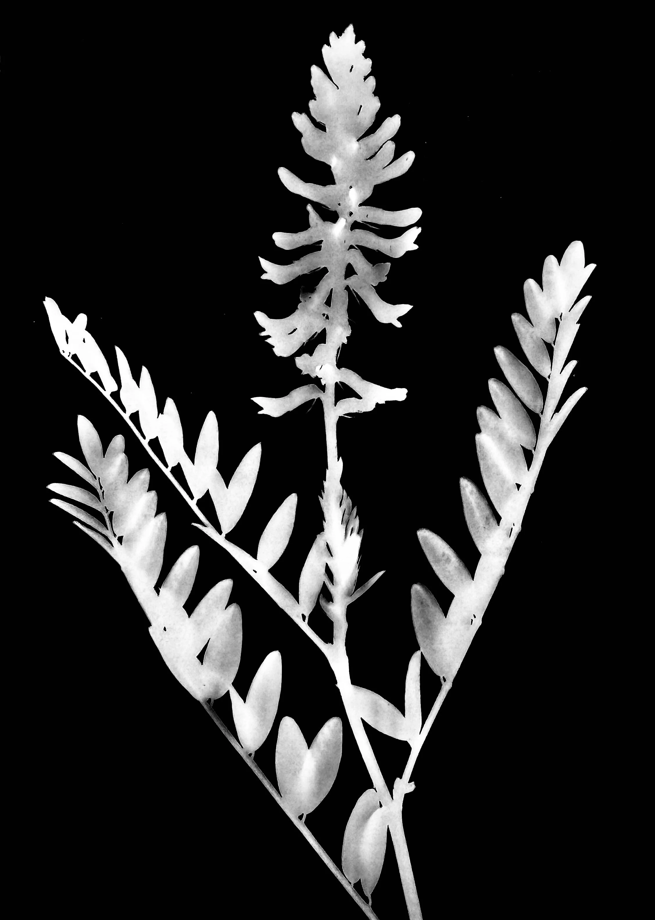 Canadian milk vetch. 5x7
Astragalus canadensis