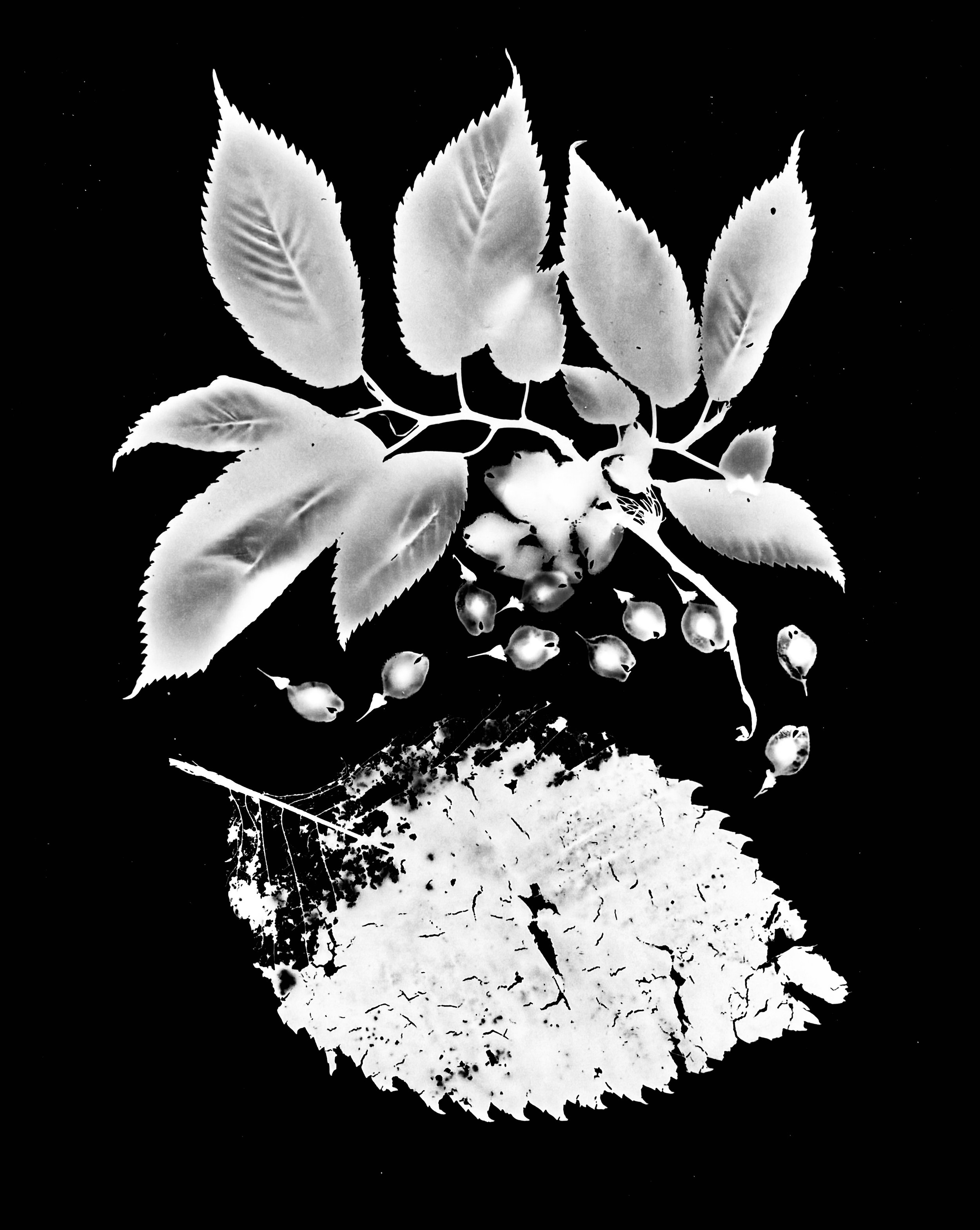 American Elm seeds
Ulmus americana. 8x10