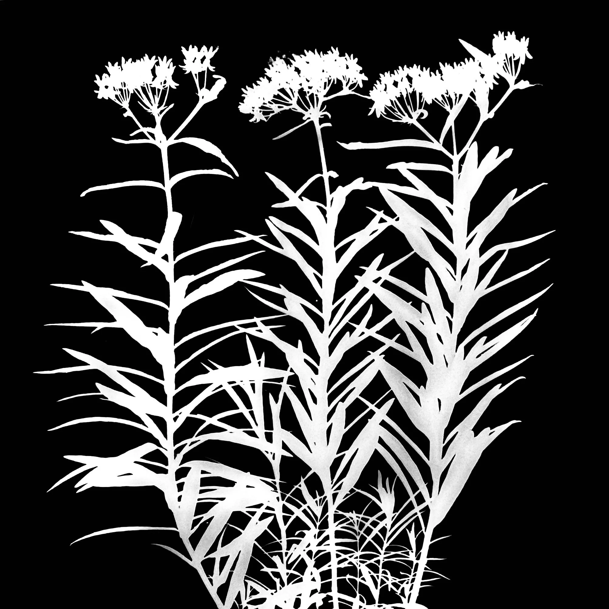 Butterfly weed
Asclepias tuberosa
11x14