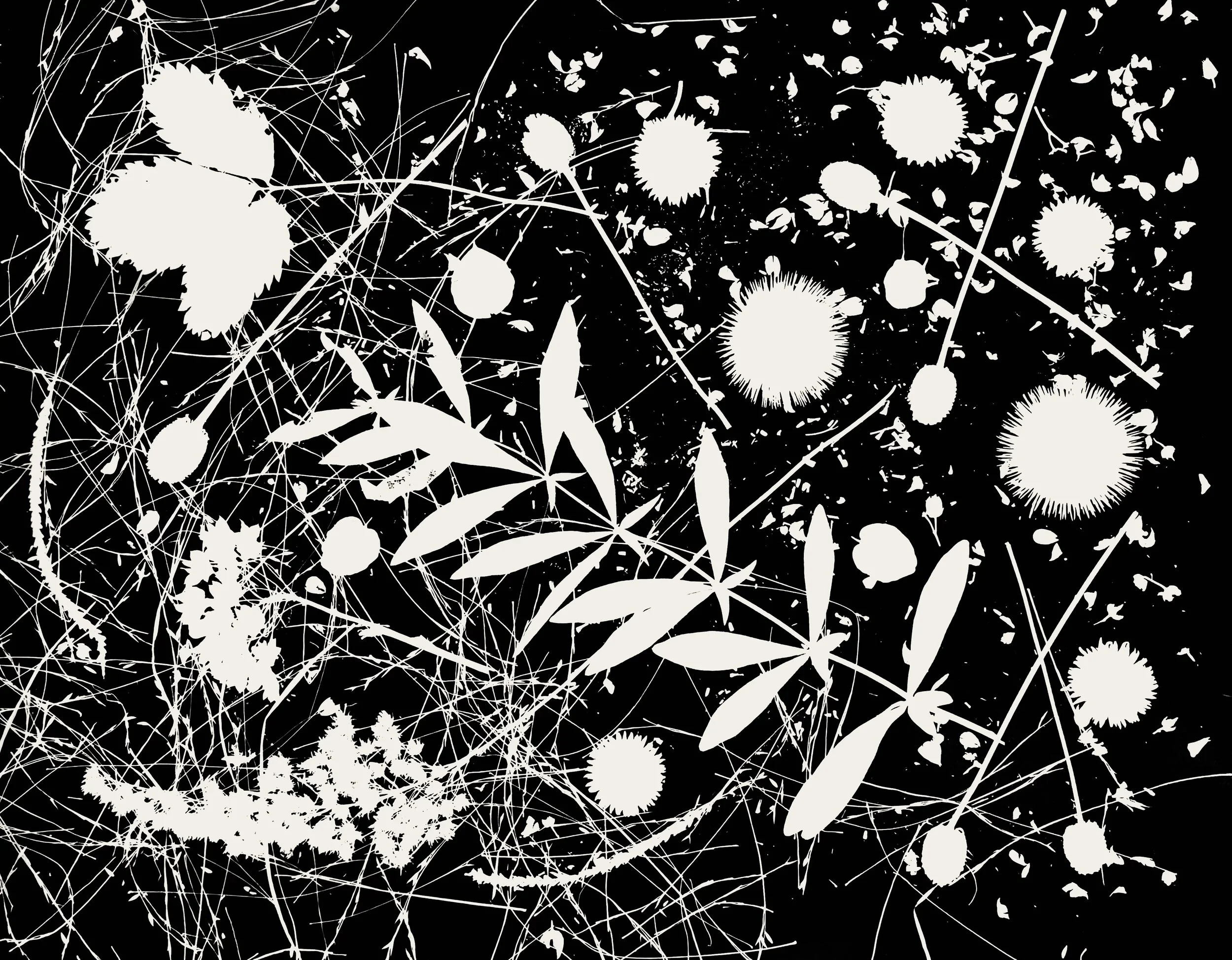 Native leaves, flowers and seeds, NE Illinois
16x20.  1A