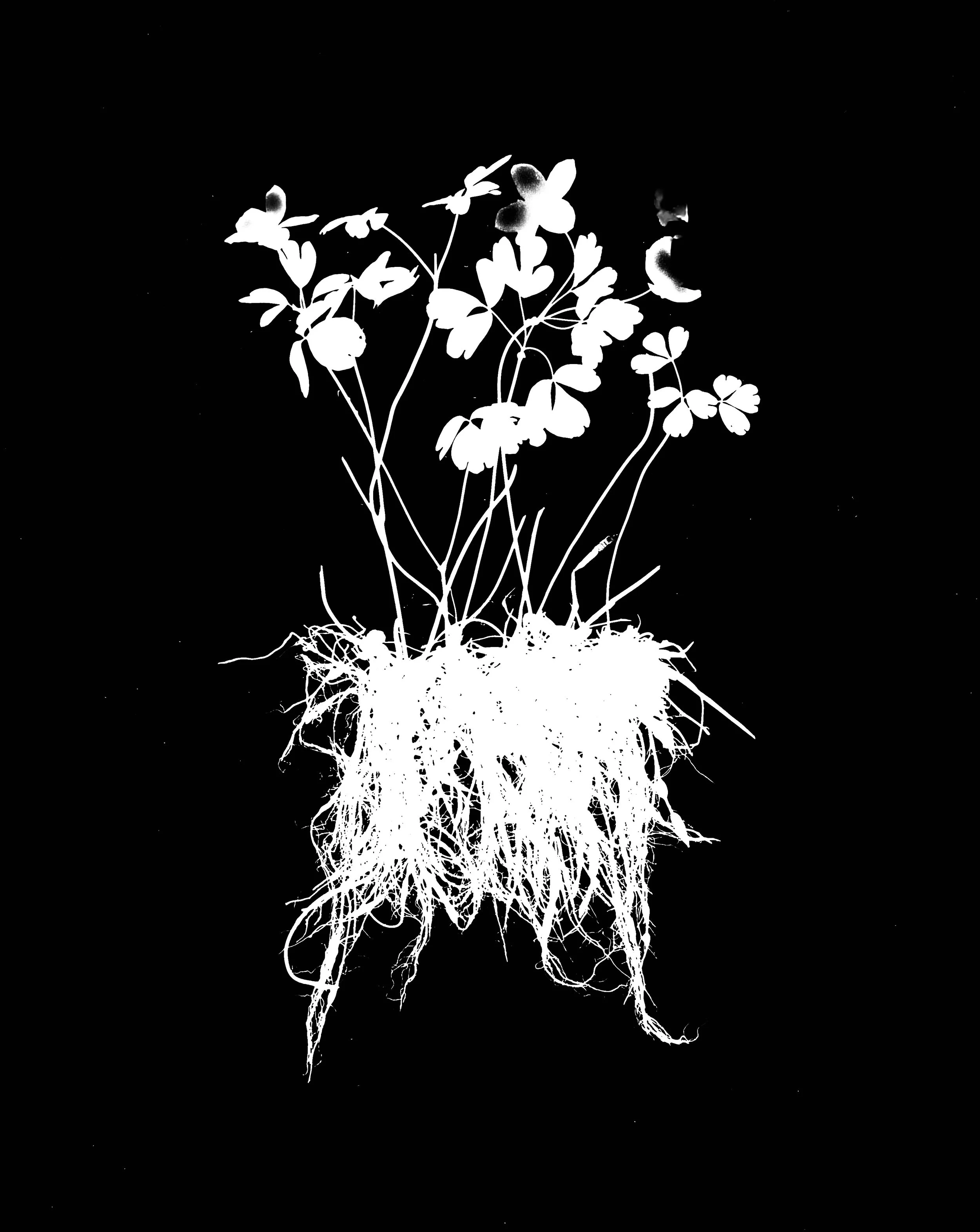 False rue anemone 
Enemion biternatum. 8x10