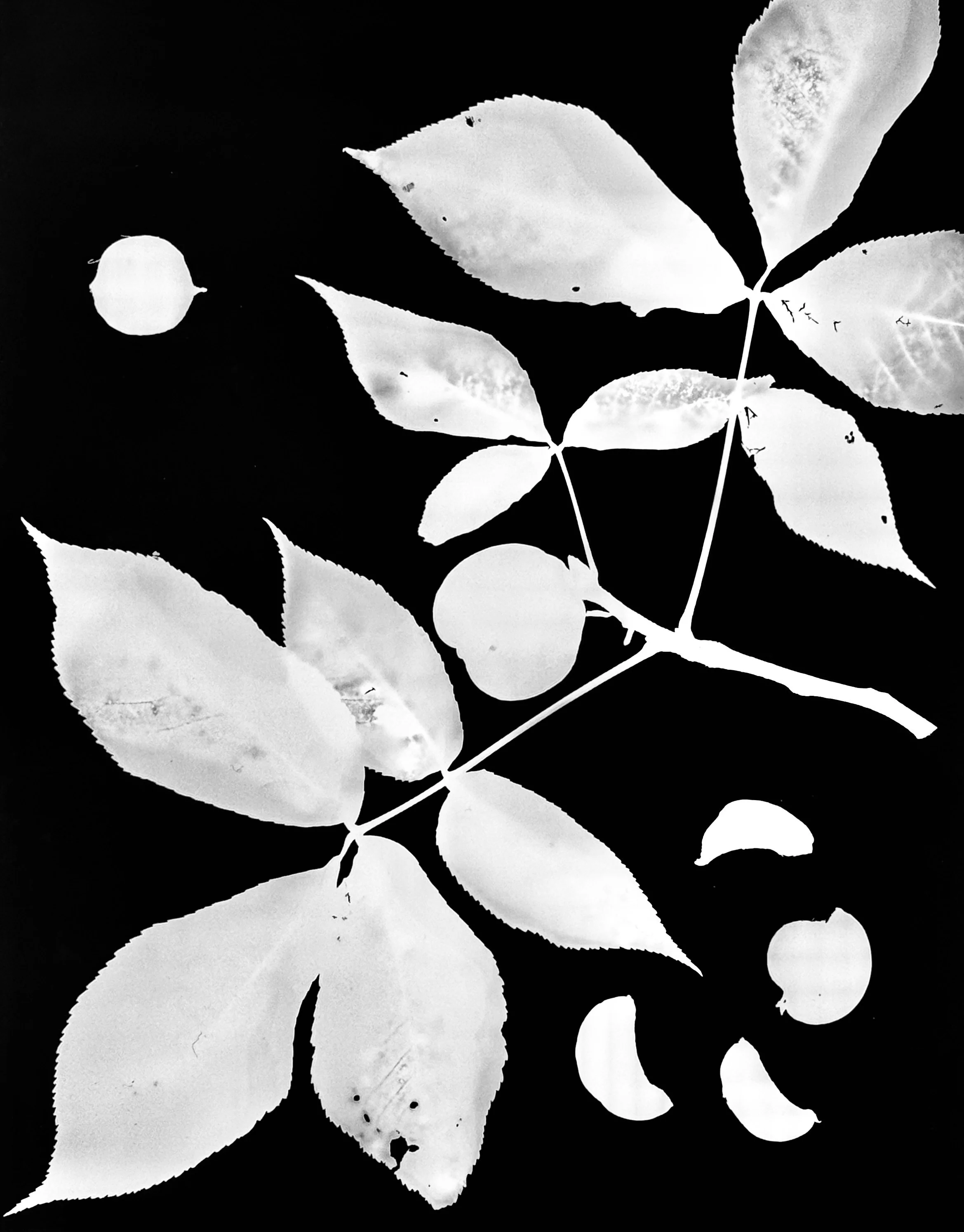 Bitternut Hickory nuts
Carya cordiformus. 16x20